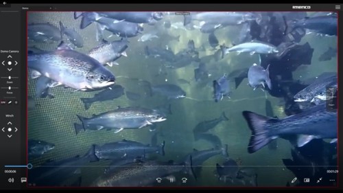 水中の魚達を表示した画像