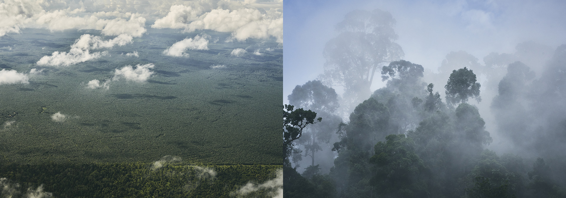 ボルネオ島で撮影した地平線の彼方まで続くアブラヤシ農園の写真と礼文島で撮影した霧がかかる木々の写真