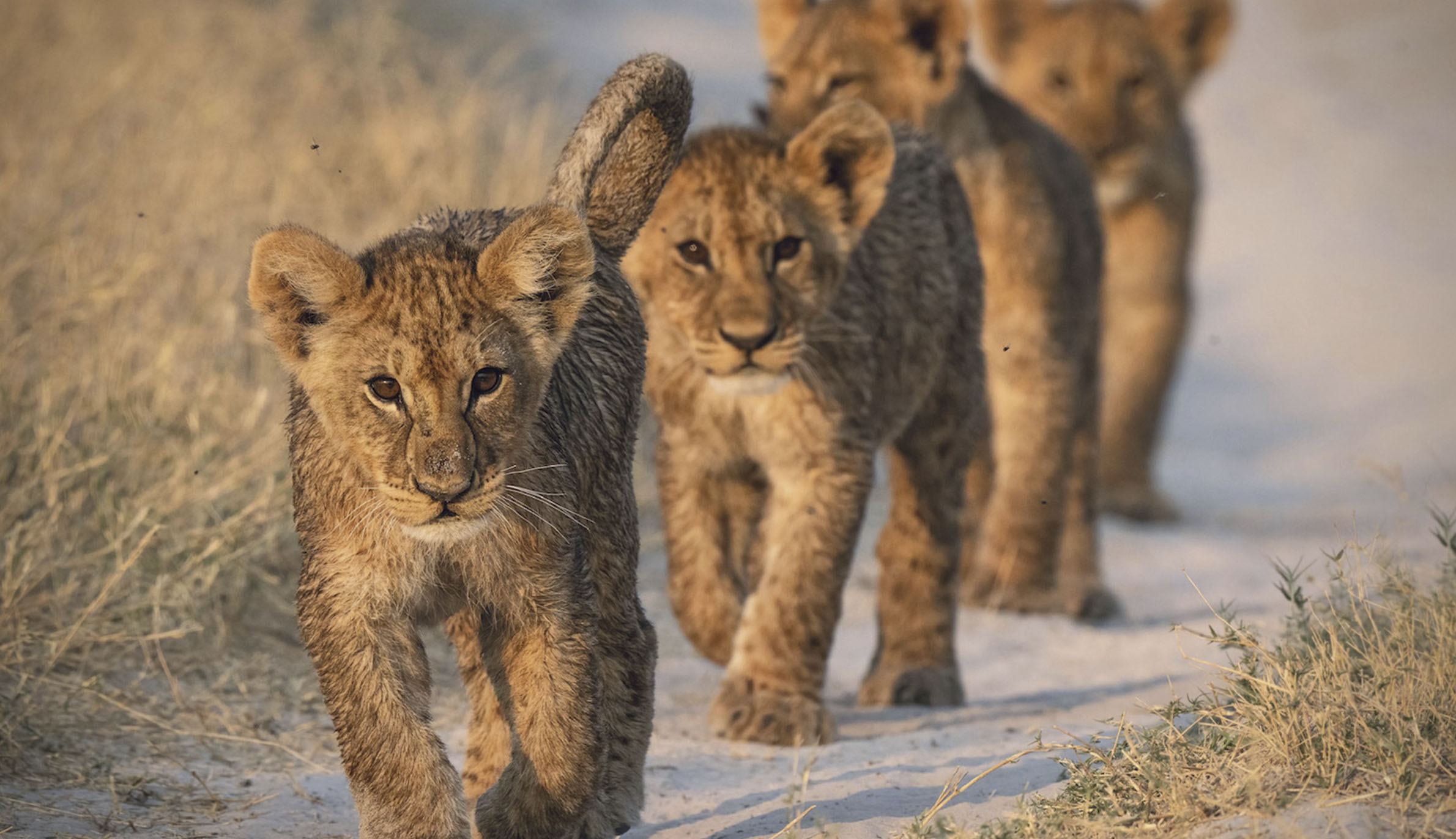 列になって歩くライオンの子供たち