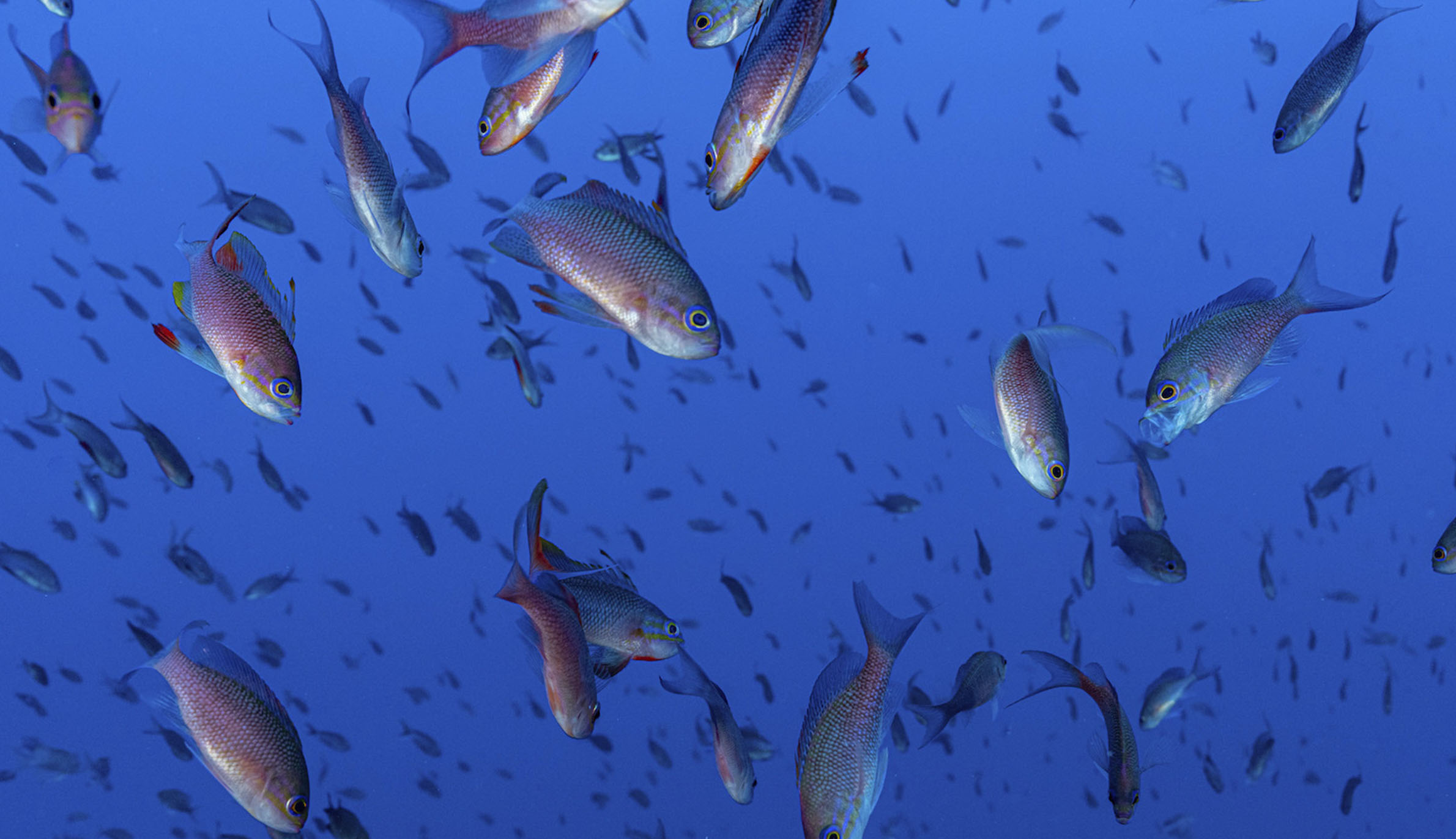 青い海を泳ぐ銀色の魚の群れ