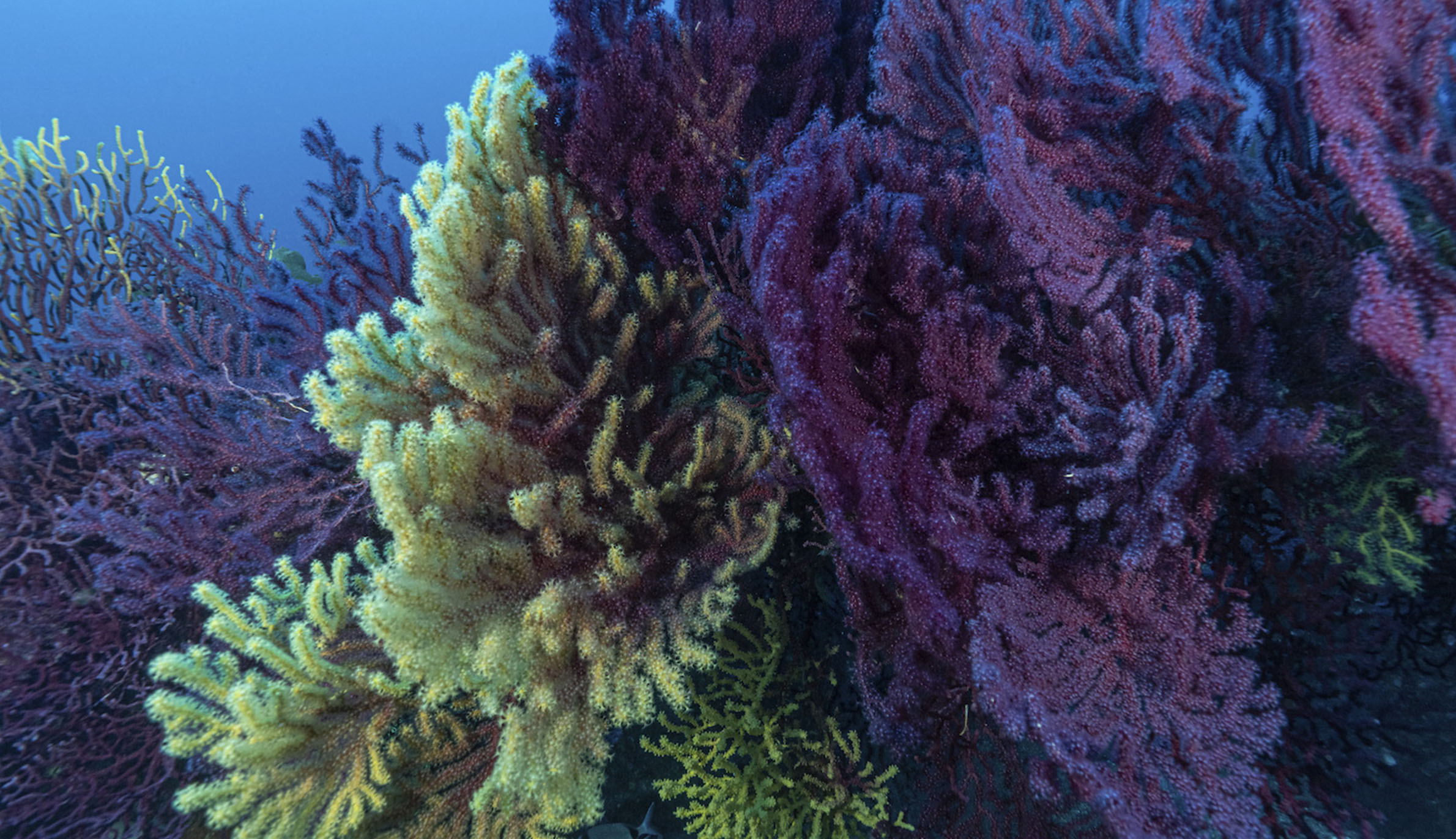 紫と黄色の珊瑚