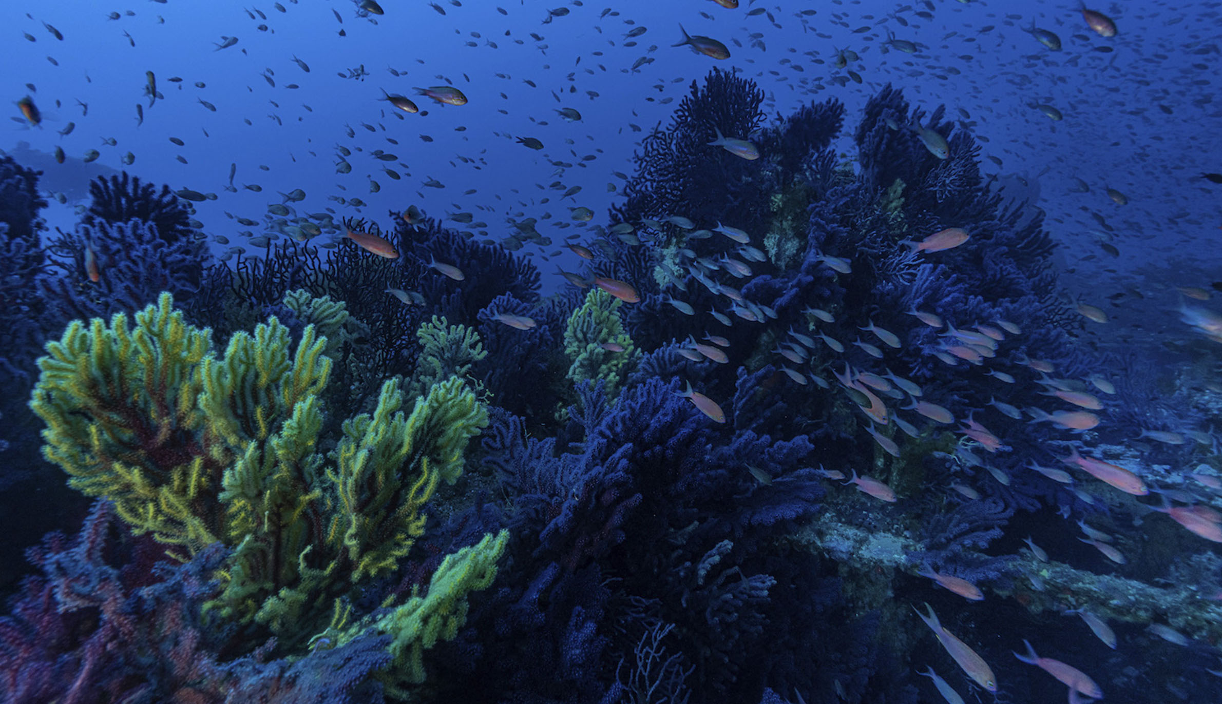 珊瑚の前を泳ぐ魚の群れ