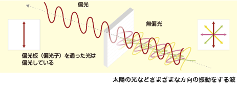 イラスト：太陽光などのさまざまな光の方向の振動する波は、偏光版を通過すると偏光する一方向に限定された波に変化している。
