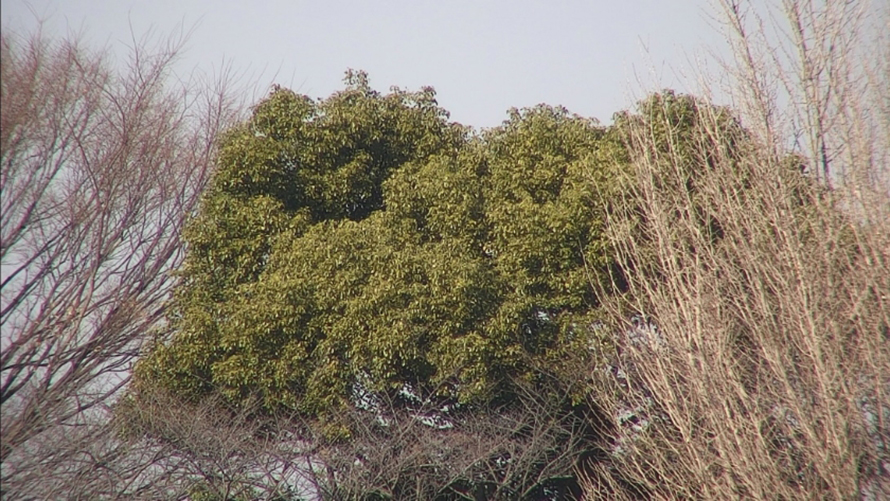 比較画像：緑の木、枯れた木