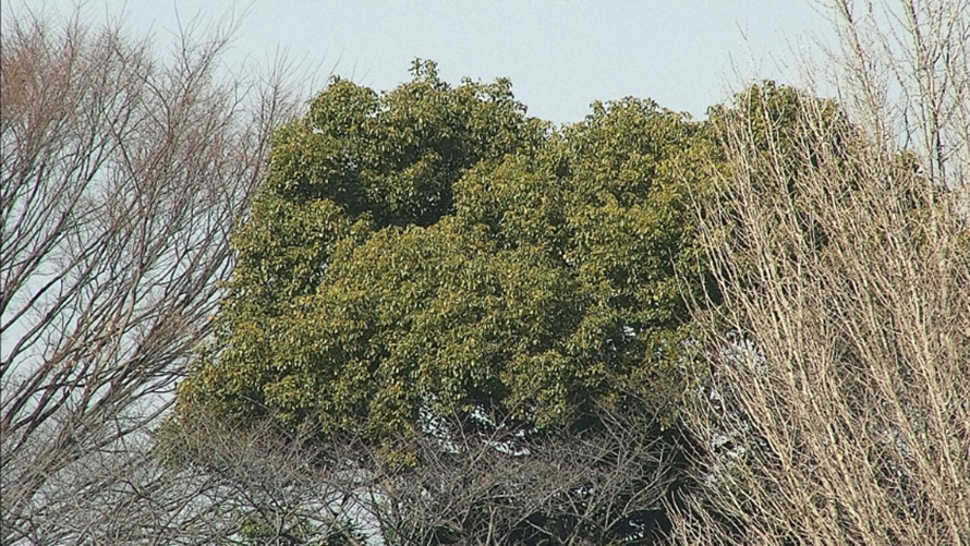 比較画像：緑の木、枯れた木