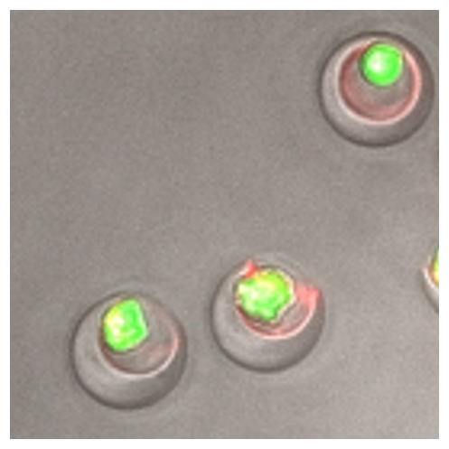 gen0_ナノバイアル