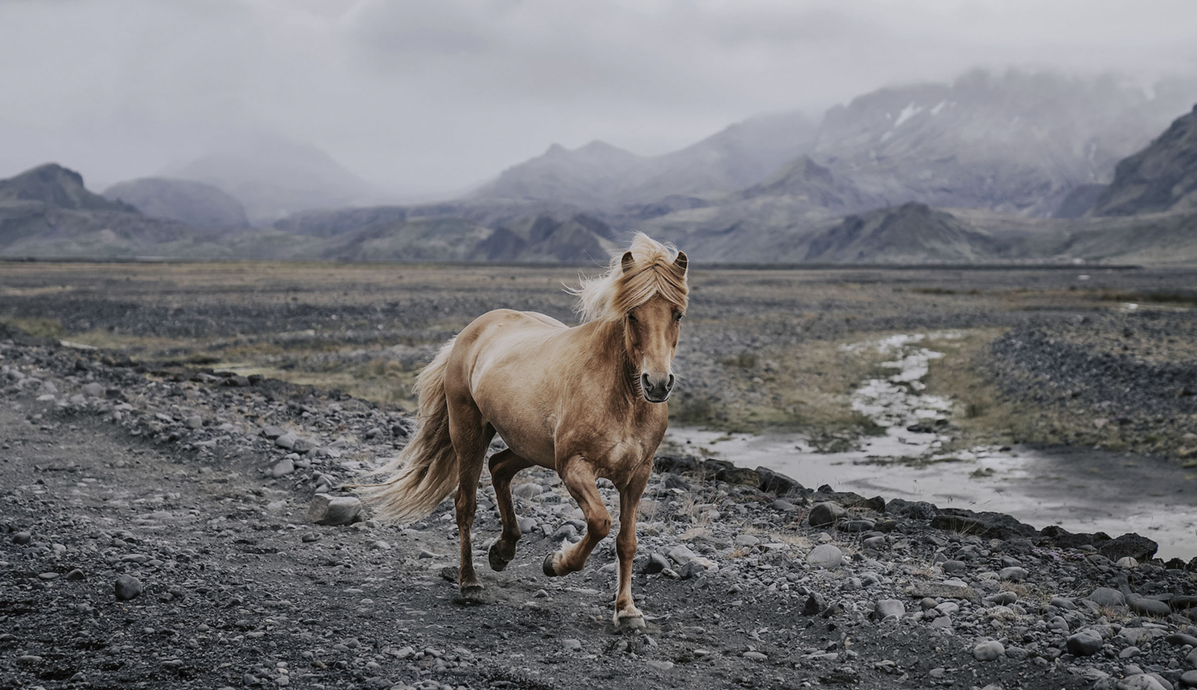 不毛の大地を走る仔馬