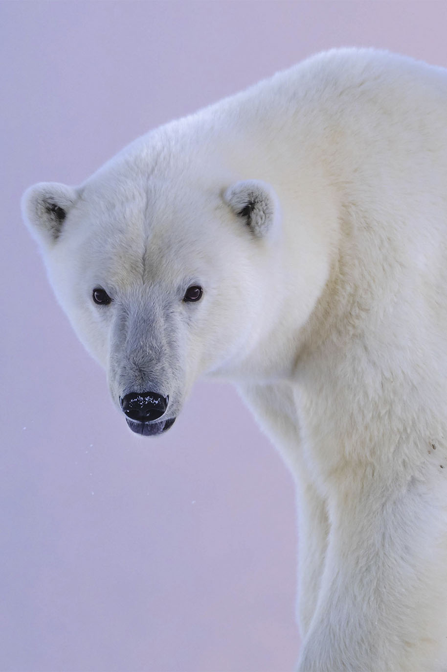 ホッキョクグマのポートレート