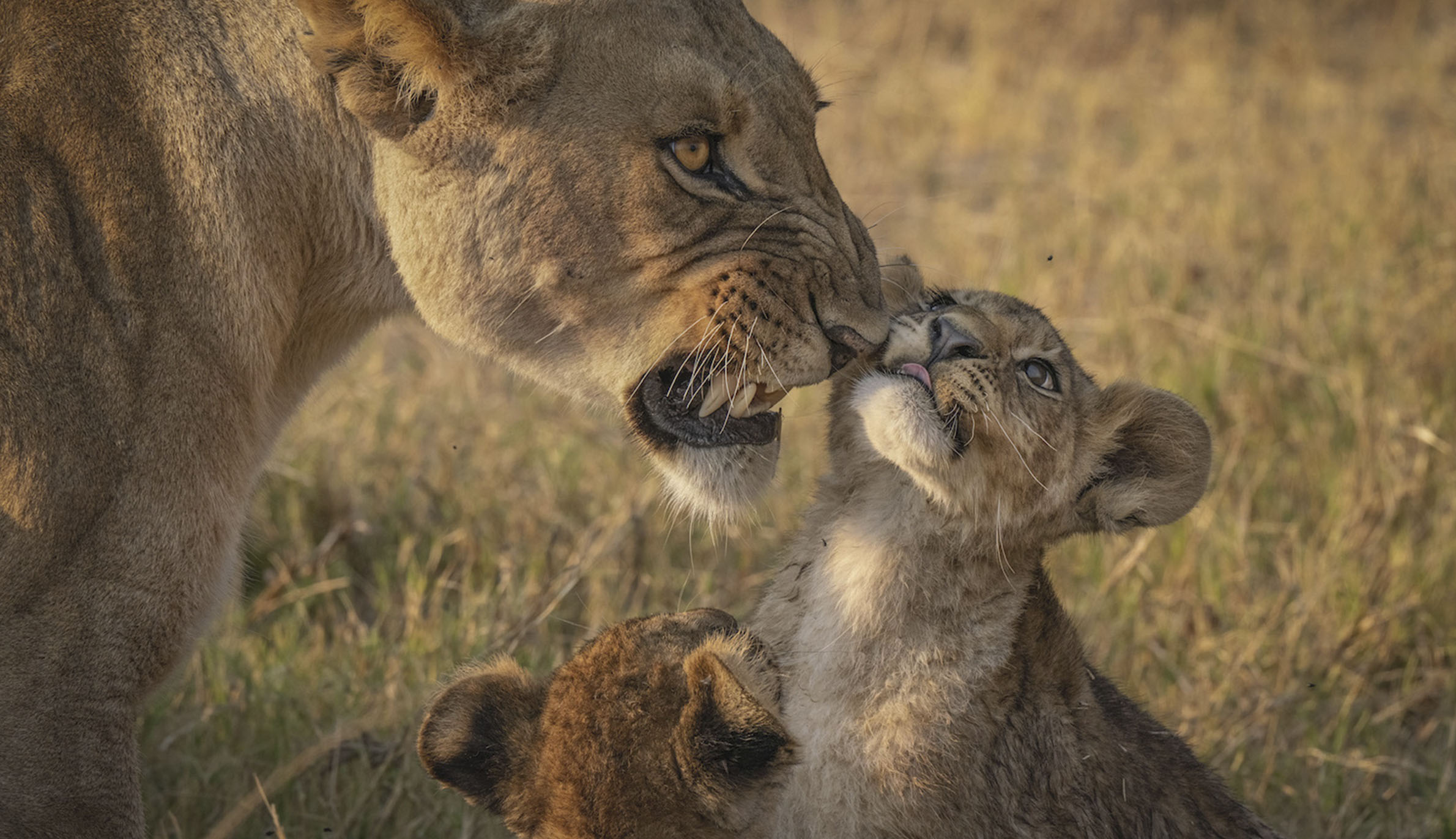 子ライオンをあやす母ライオン