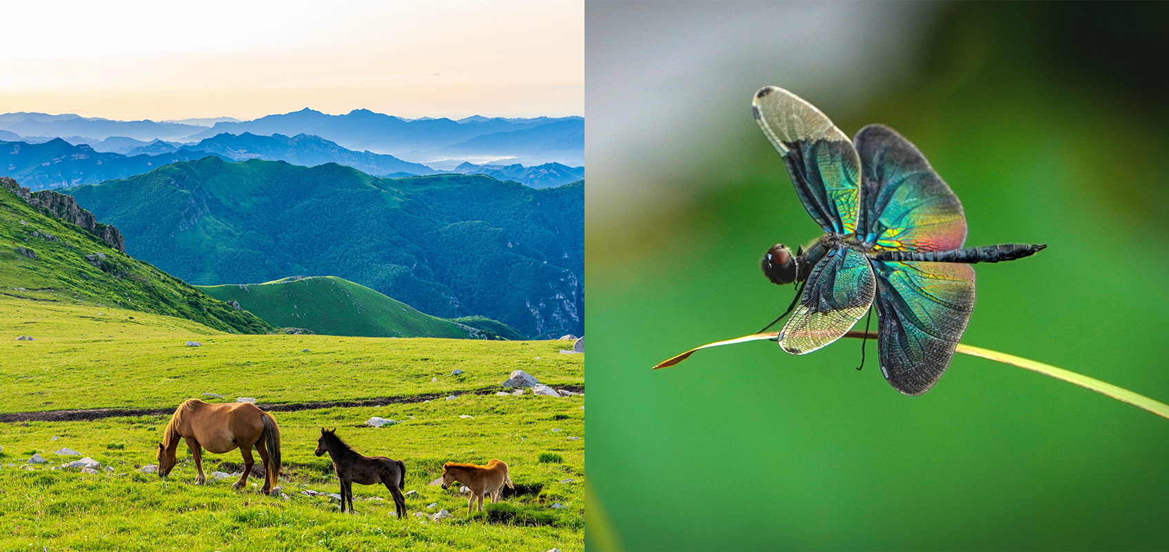 （左）山間部の草原で草を食べる馬の親子の写真（右）色鮮やかな昆虫が草にとまっている写真