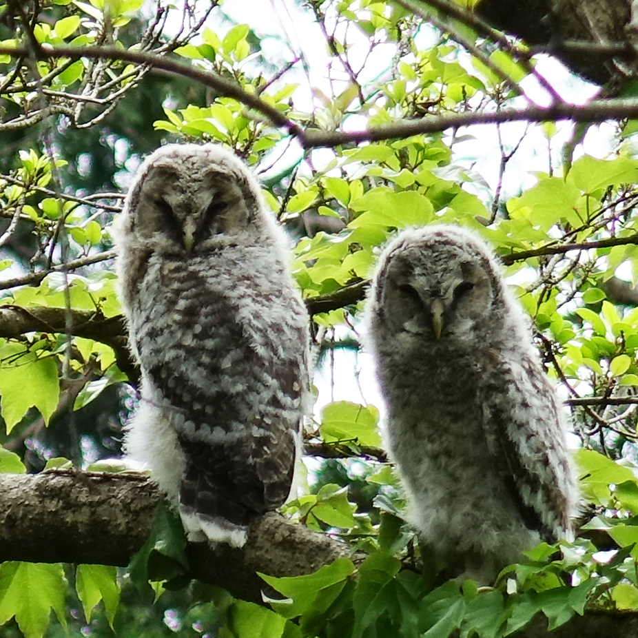 ソニーの森に生息するフクロウの画像