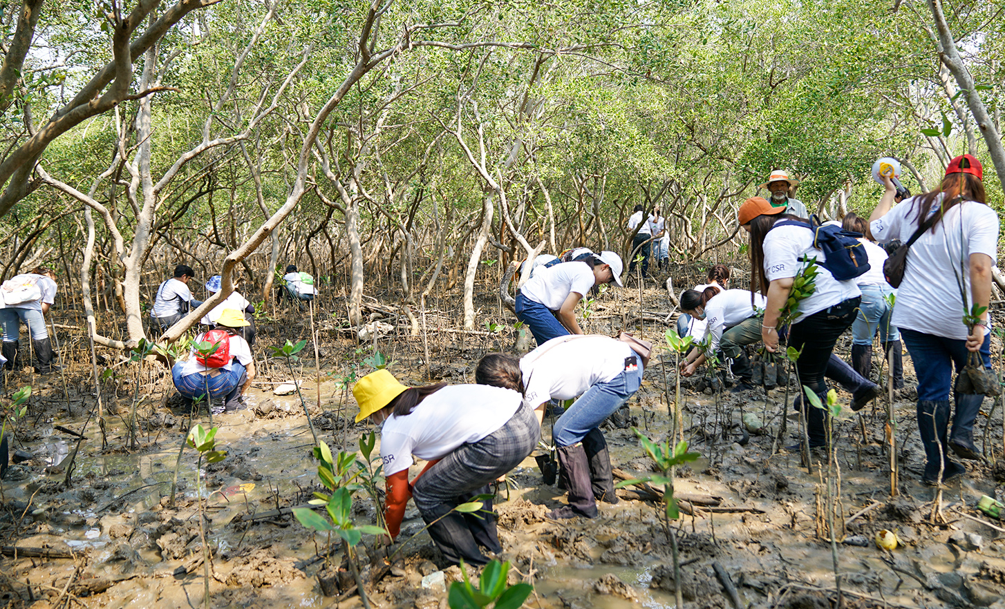 マングローブの林のなかで植林をする人々