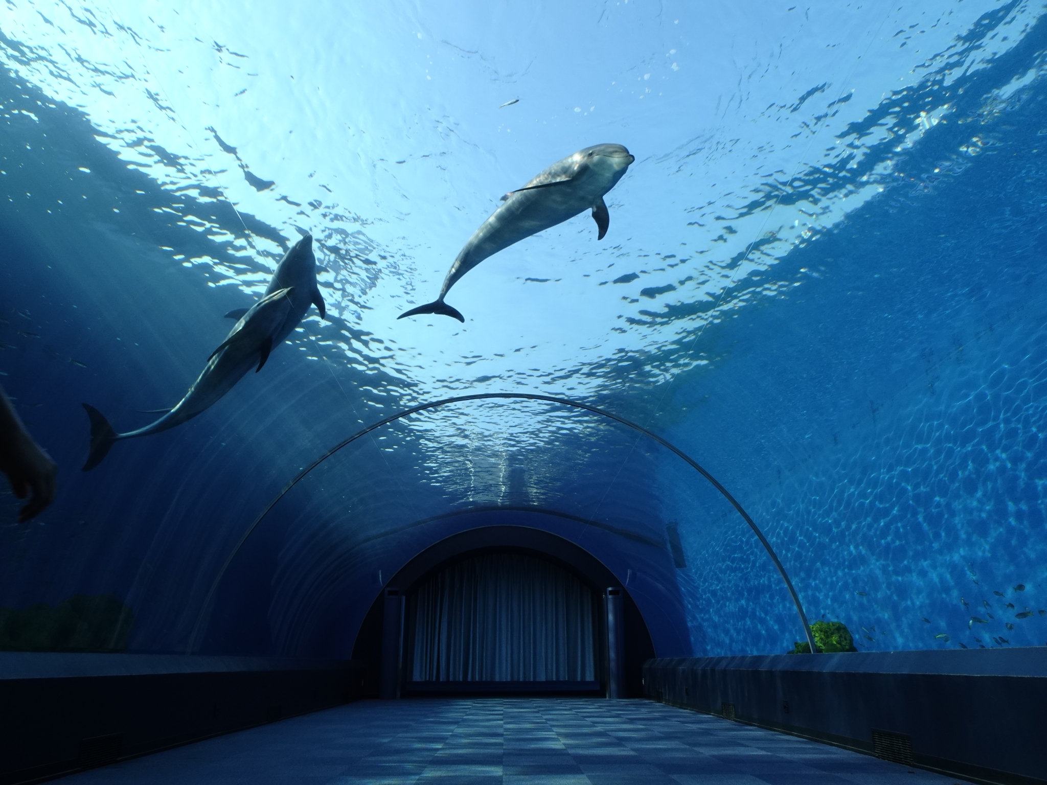 An aquarium walkway tunnel with two dolphins swimming overhead Click to open modal