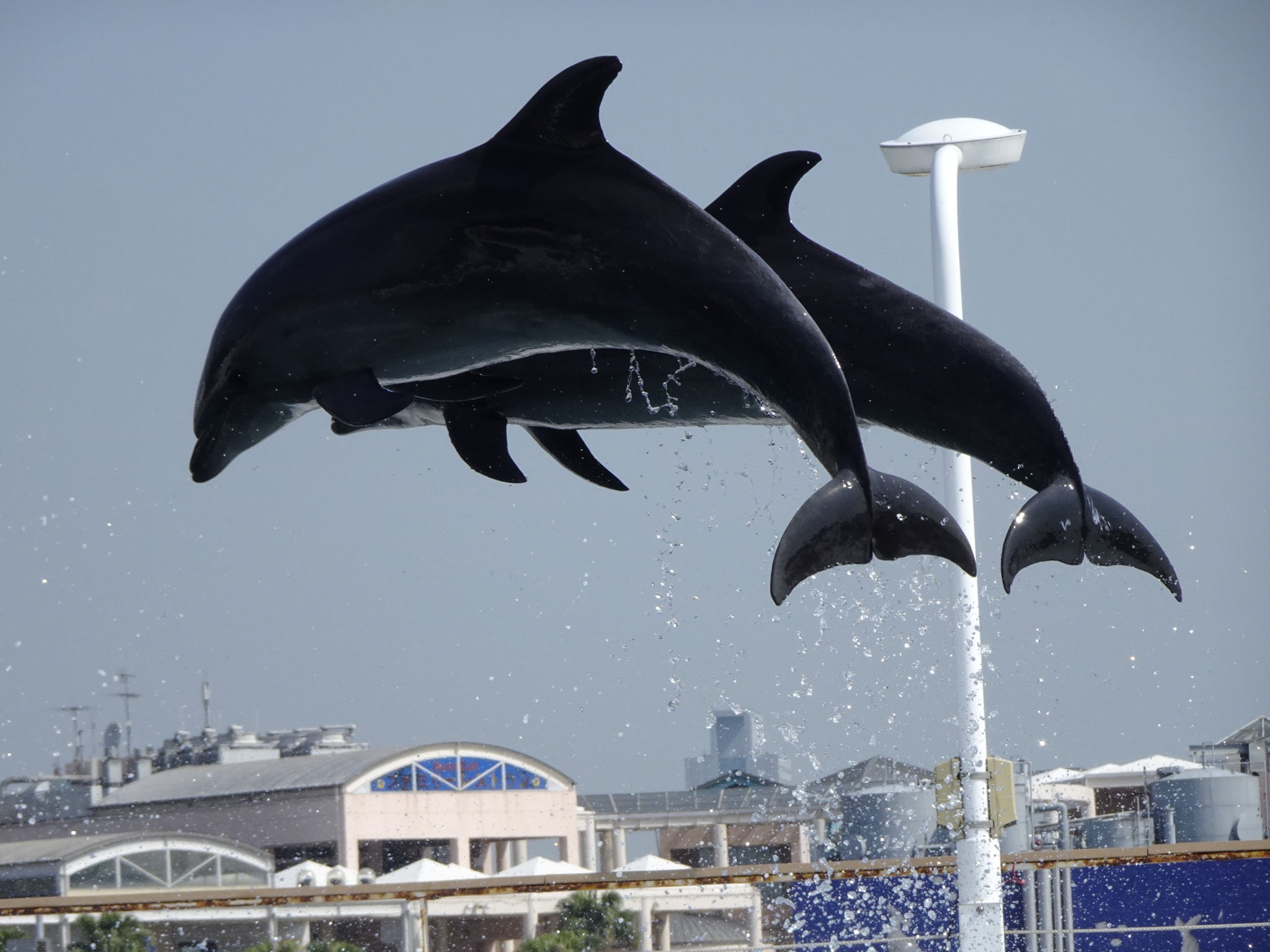 Two dolphins jumping synchronously in a show Click to open modal