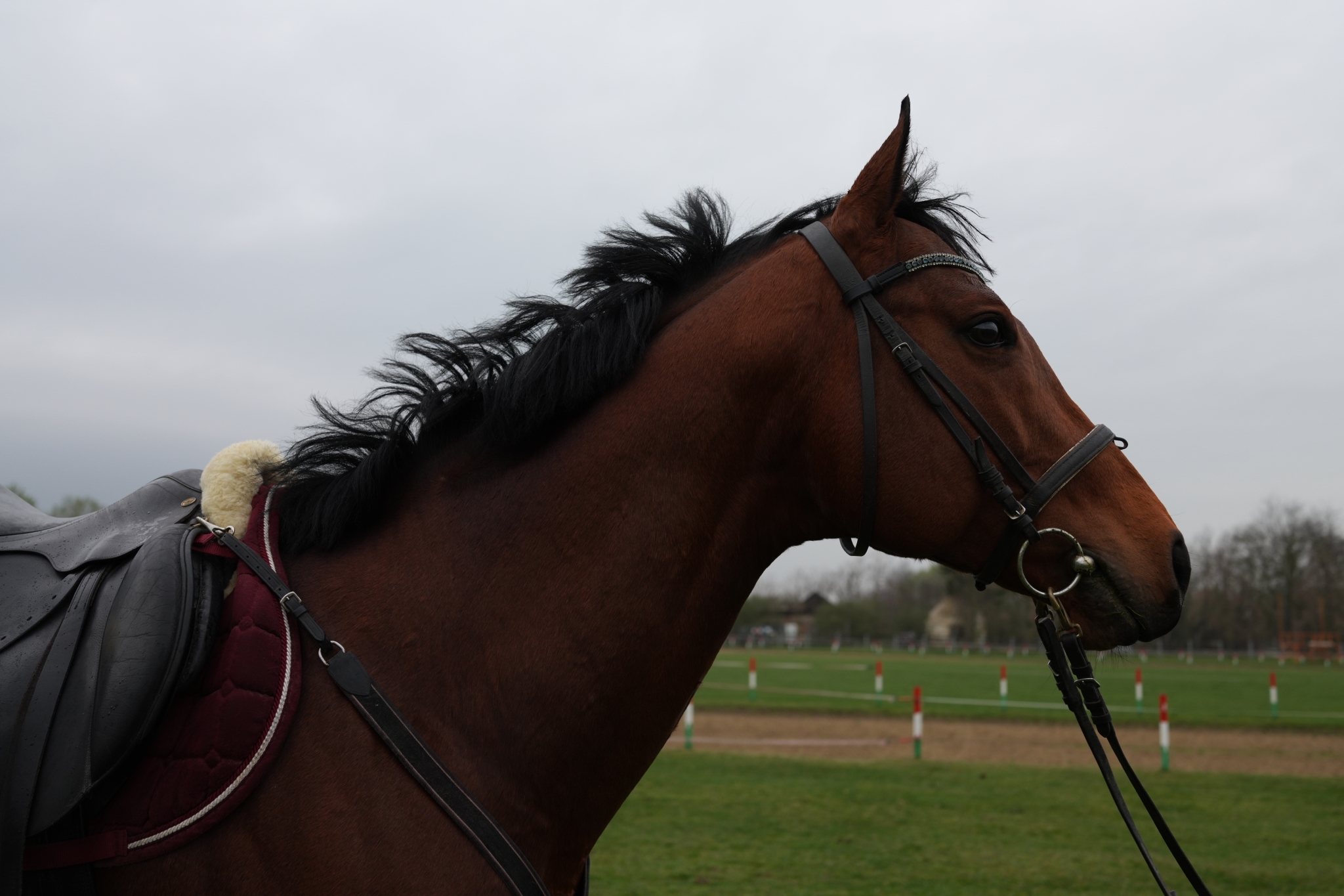 A dark-brown horse taken from the side Click to open modal