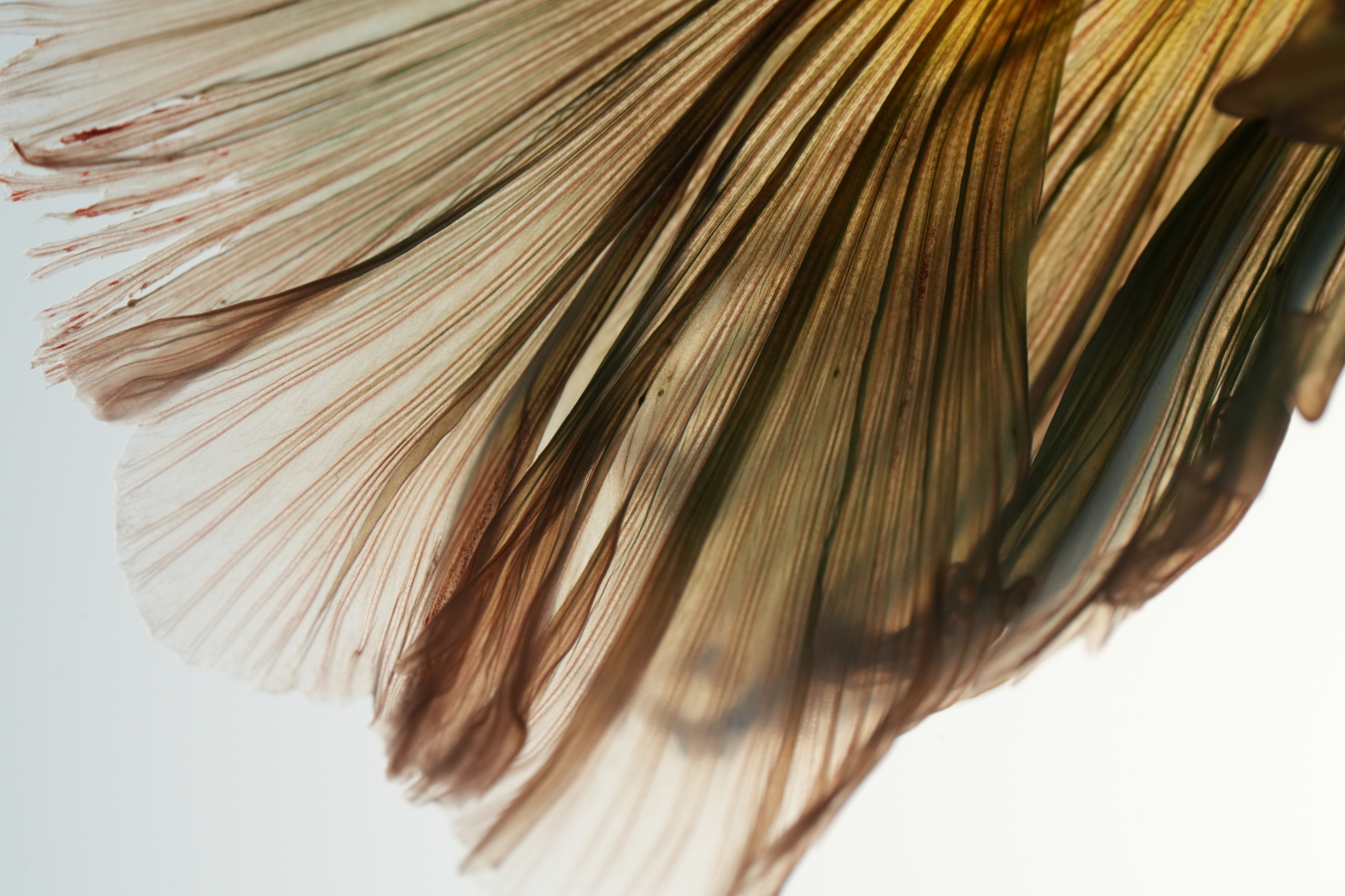 Close-up of a goldfish’s tail fin Click to open modal