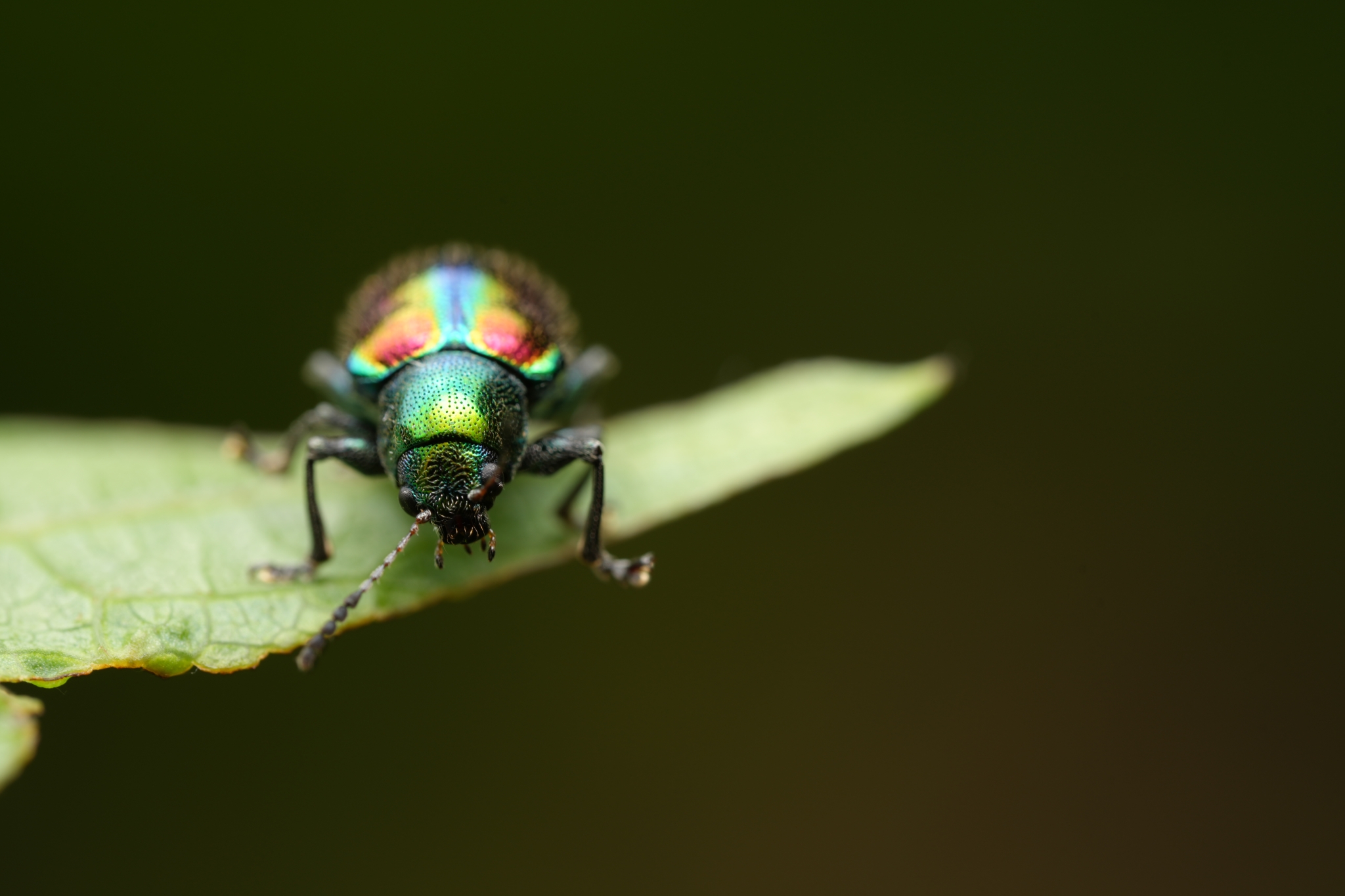 Close-up of a iridescent insect on a leaf Click to open modal