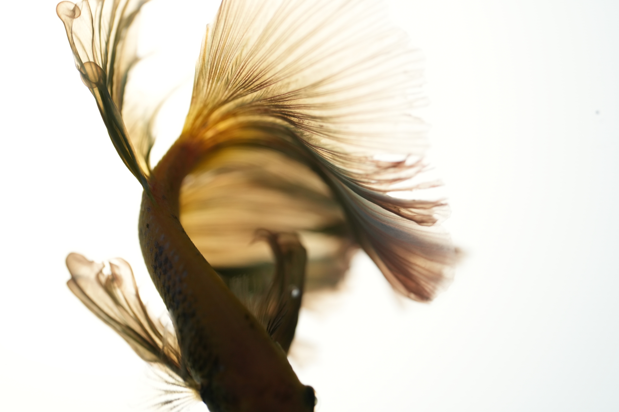 Close-up of a swimming goldfish Click to open modal