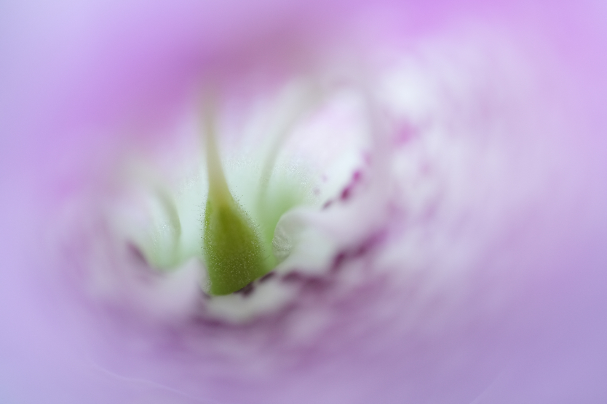 Close-up of the delicate pistil of a purple flower Click to open modal