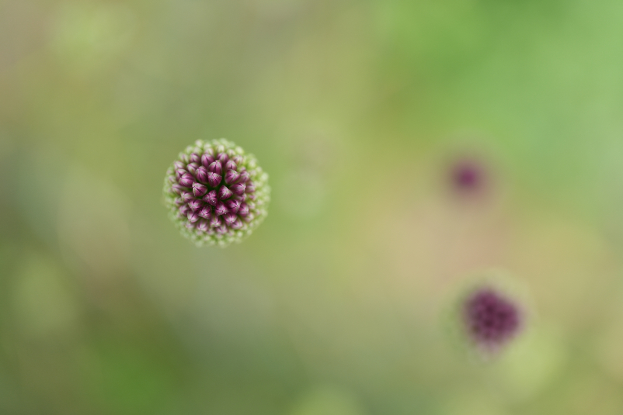 Close-up of a flower with a mix of red and green colors Click to open modal