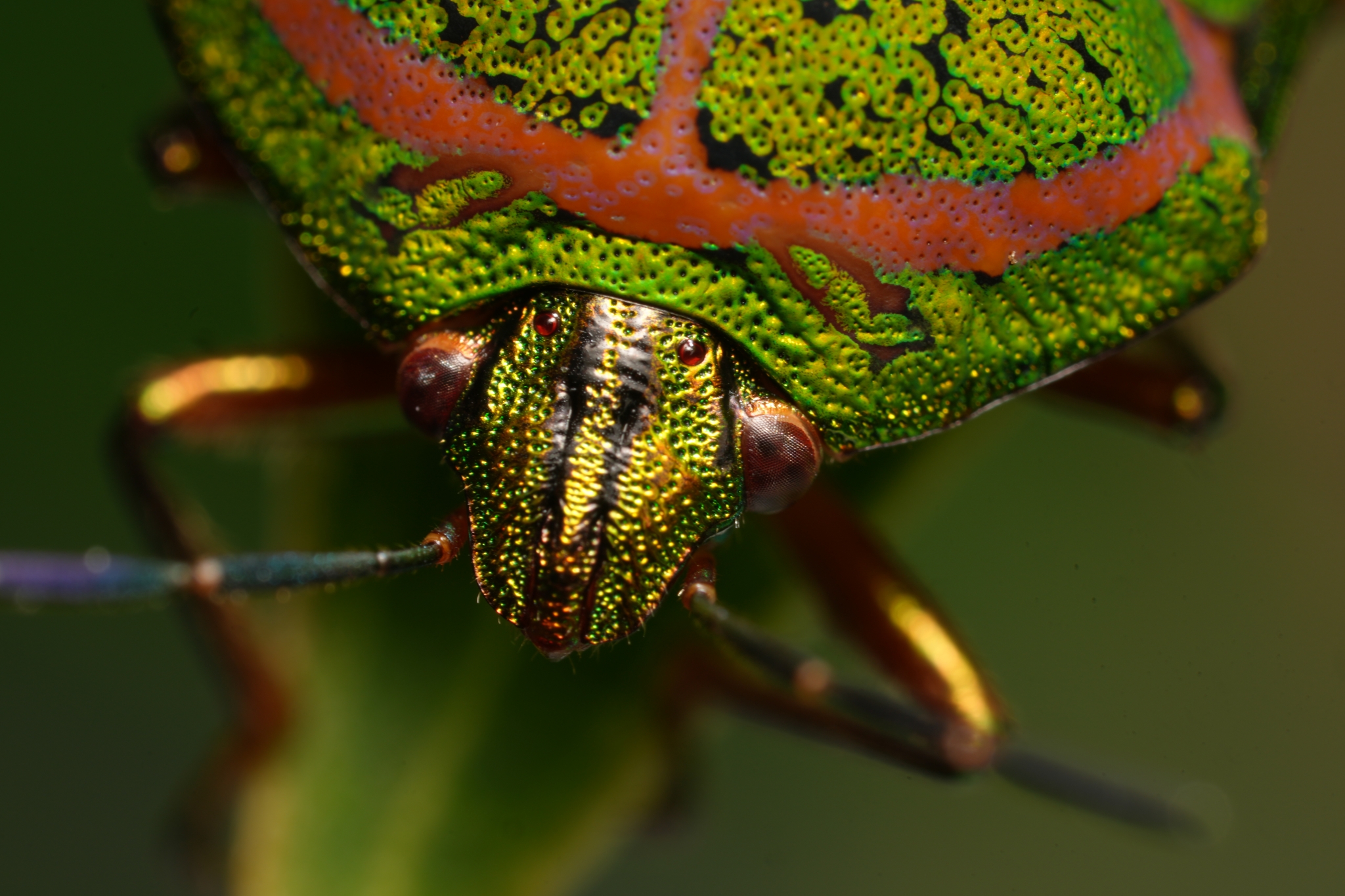 Close-up of the upper body of a green stink bug Click to open modal