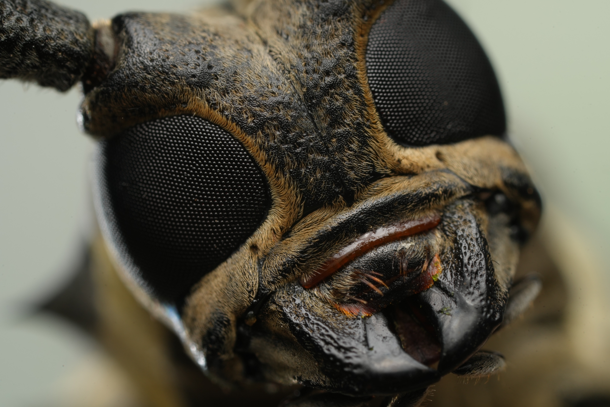 Close-up of a longhorn beetle's face Click to open modal
