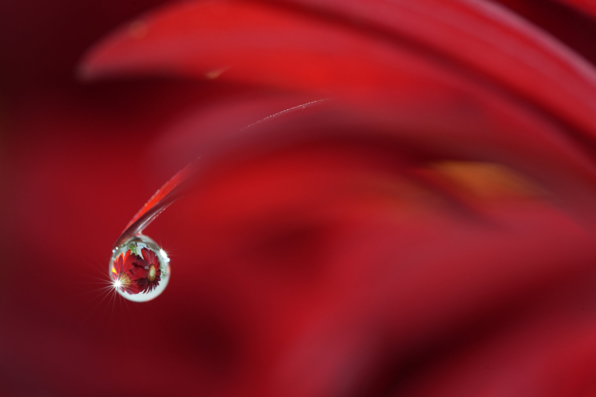 Close-up of a red flower seen reflected inside a water droplet hanging from the tip of a red petal Click to open modal