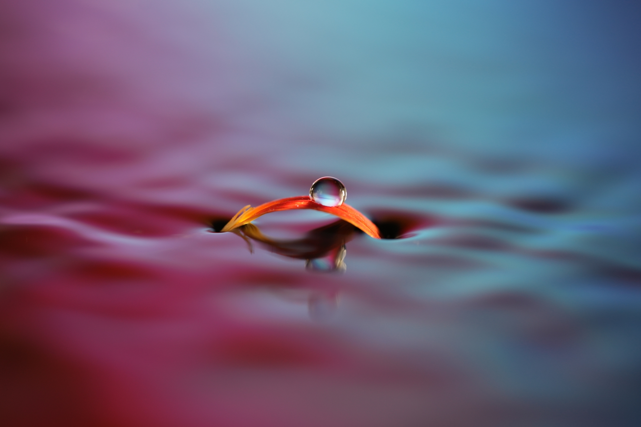 Close-up of a flower petal with water droplets Click to open modal