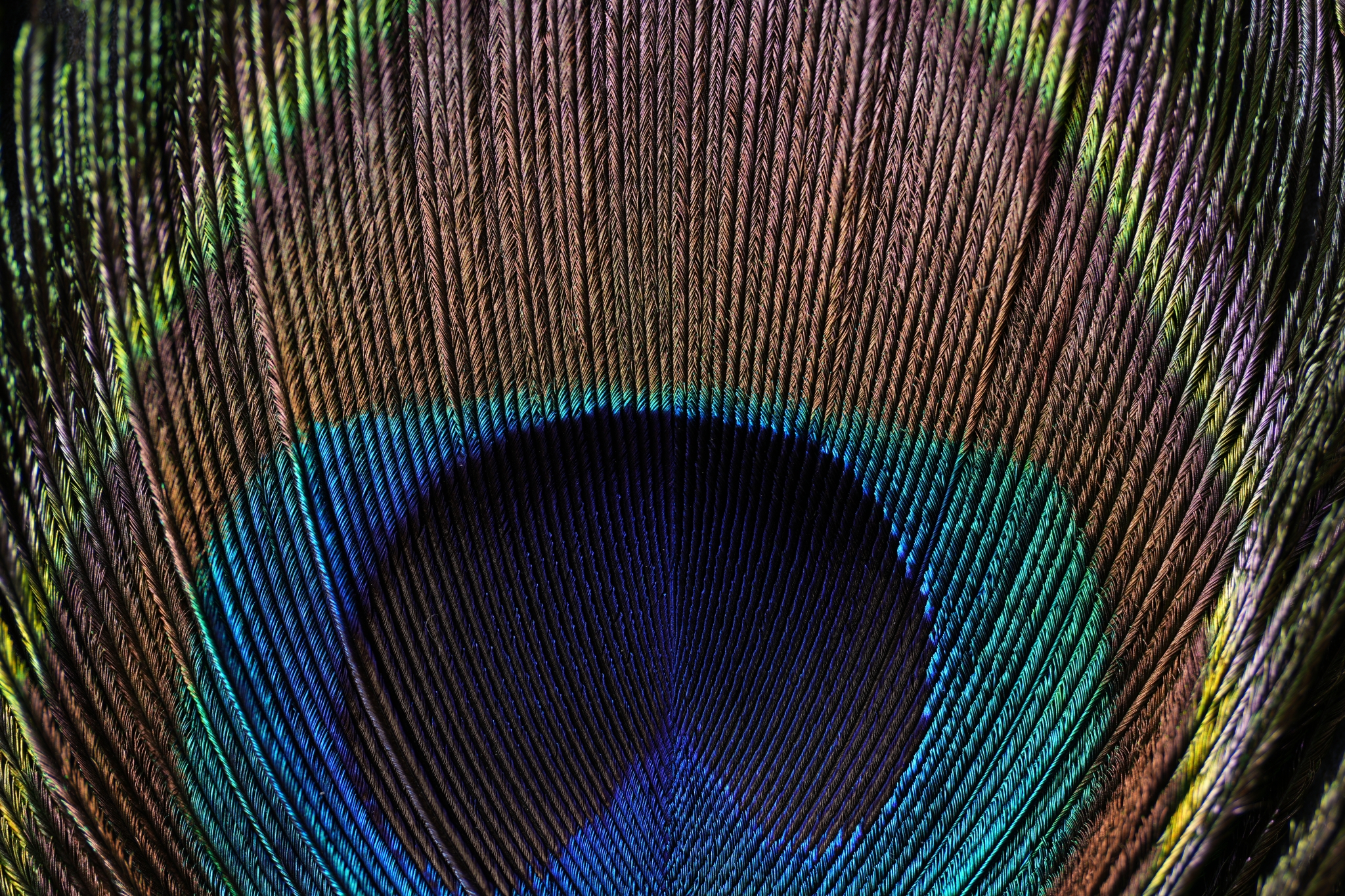 Close-up of a peacock feather Click to open modal