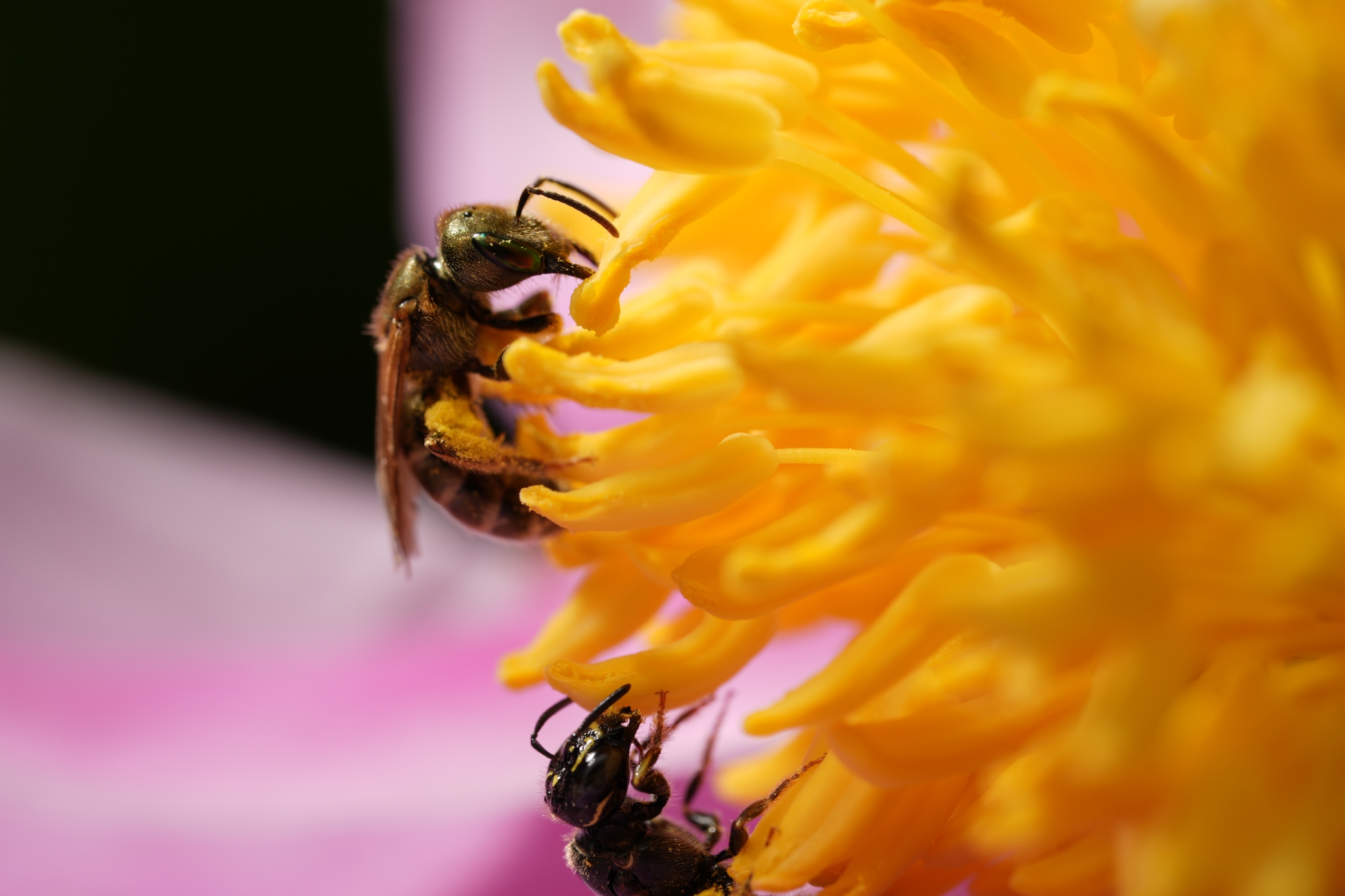 Close-up of a bee on a yellow flower Click to open modal