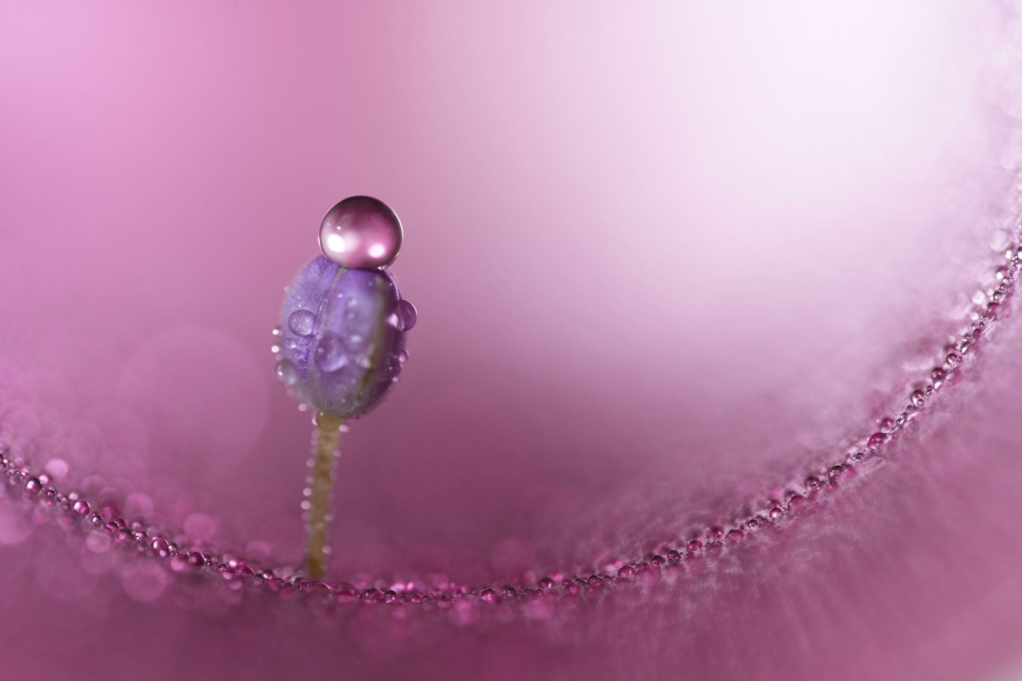 SONY 100mm F2.8 Macro レンズ Impressive Sony FE 100mm F2.8 Macro GM OSS Announced