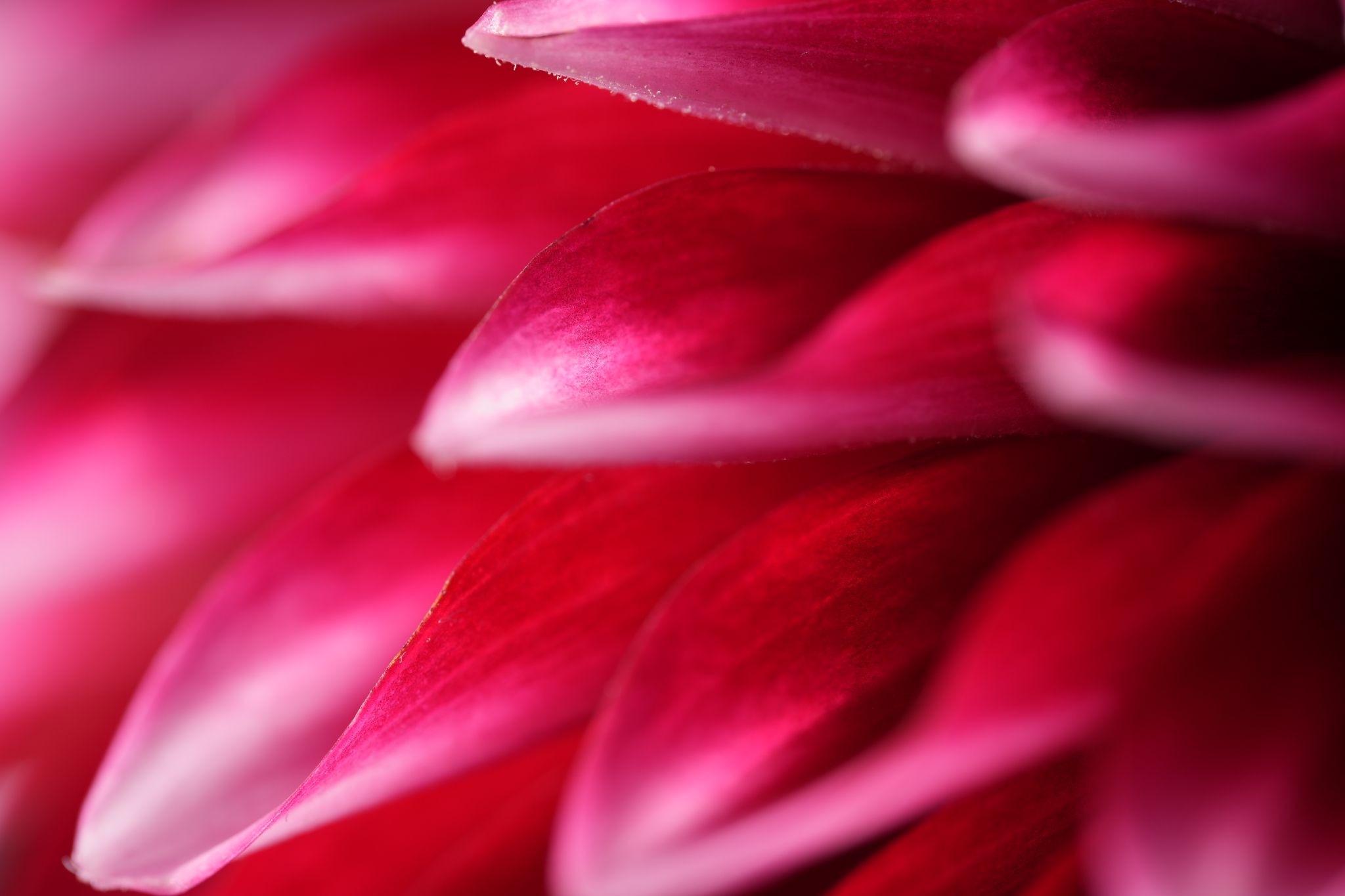 Close-up of red flower petals Click to open modal