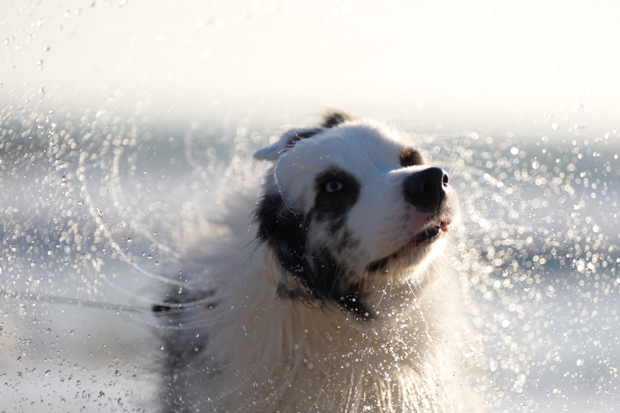 A dog shaking its body to shake off water Click to open modal
