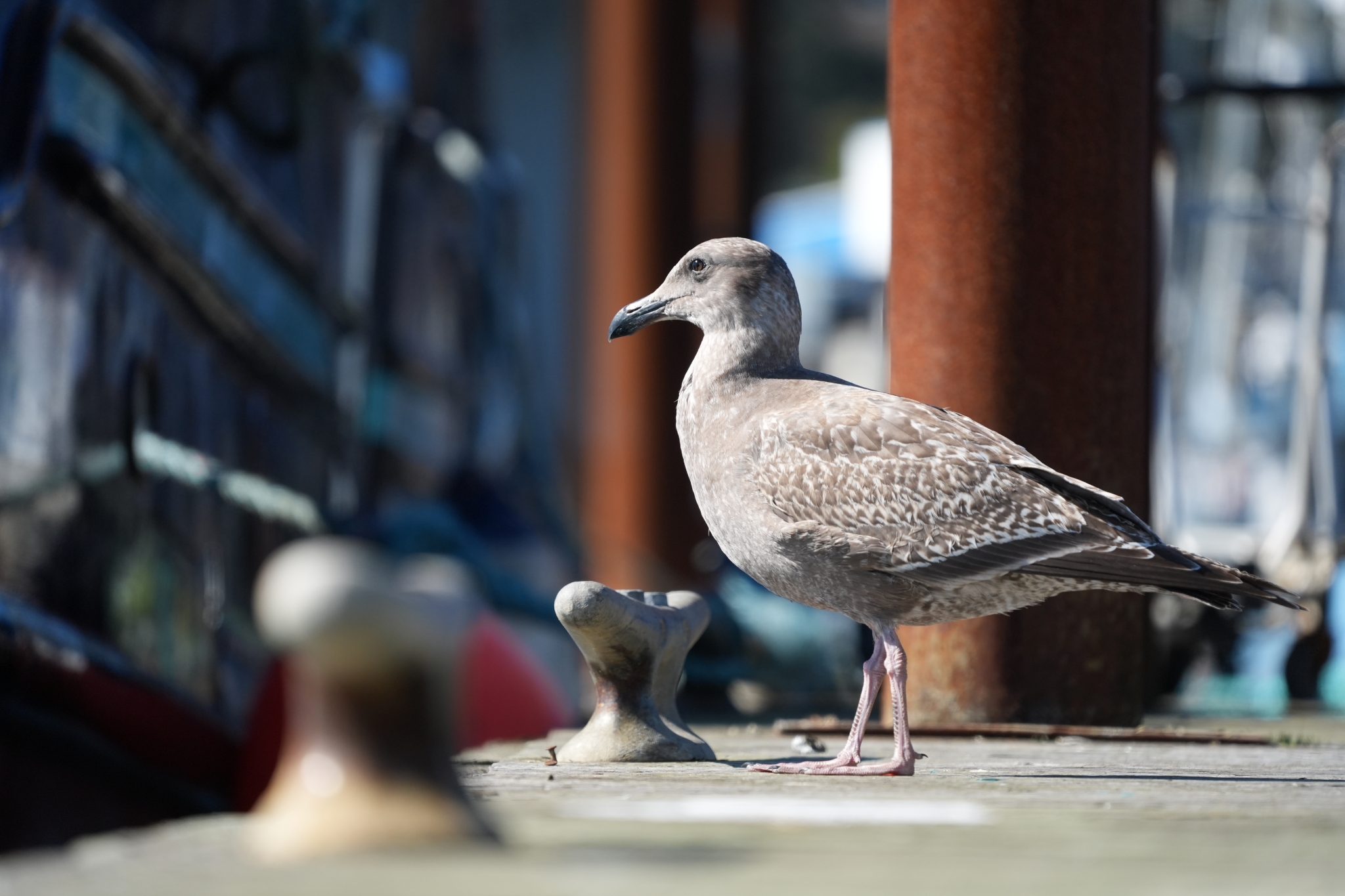 A seagull photographed in Portugal Click to open modal