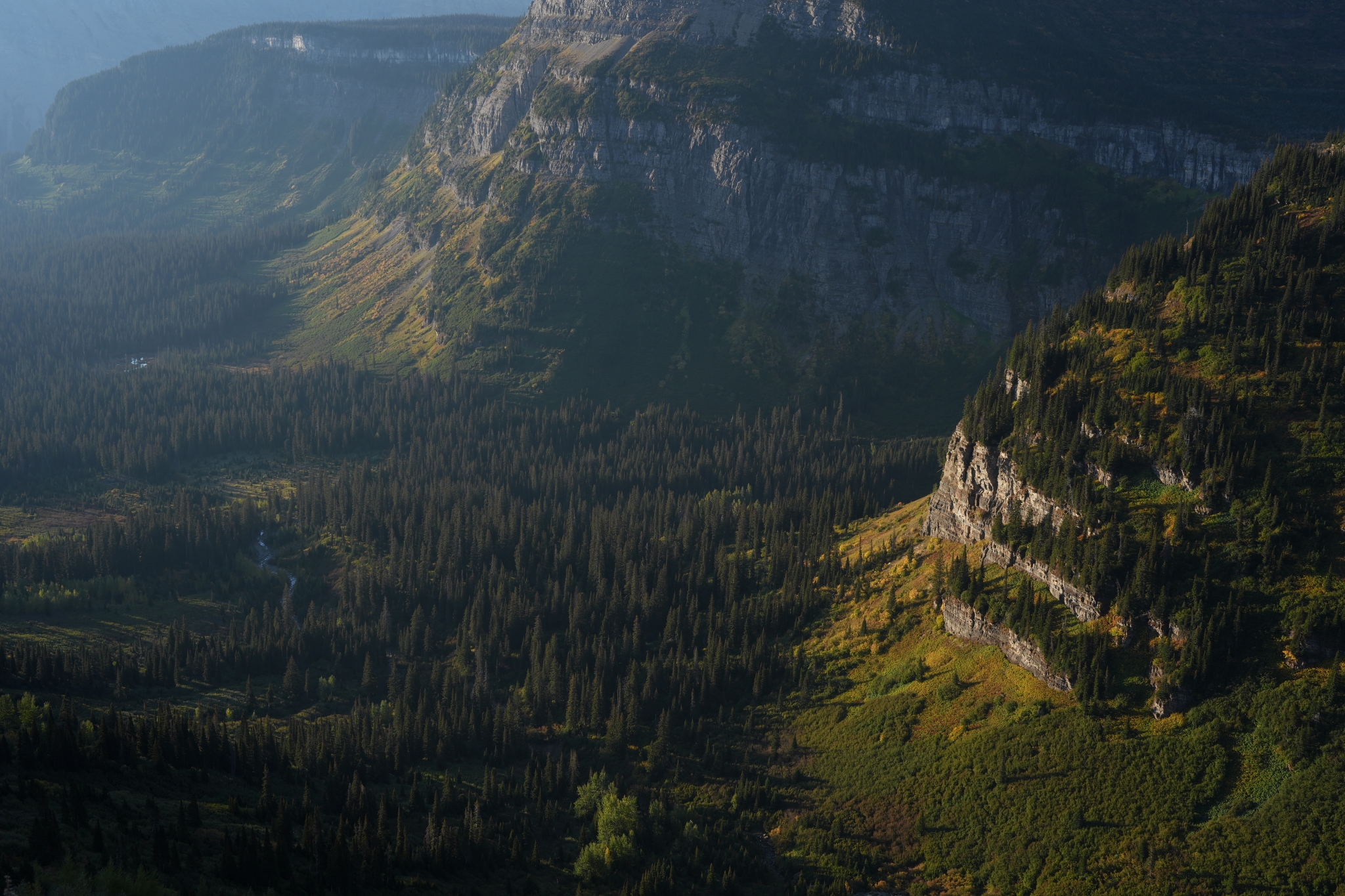 A breathtaking landscape of the US, highlighting the intricate details of each tree Click to open modal