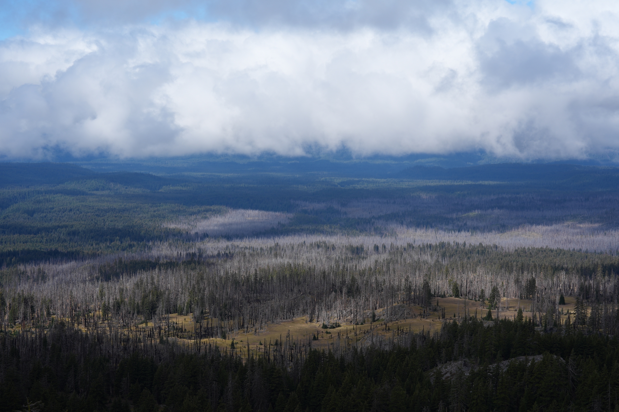 A breathtaking landscape of the US, highlighting the intricate details of each tree Click to open modal