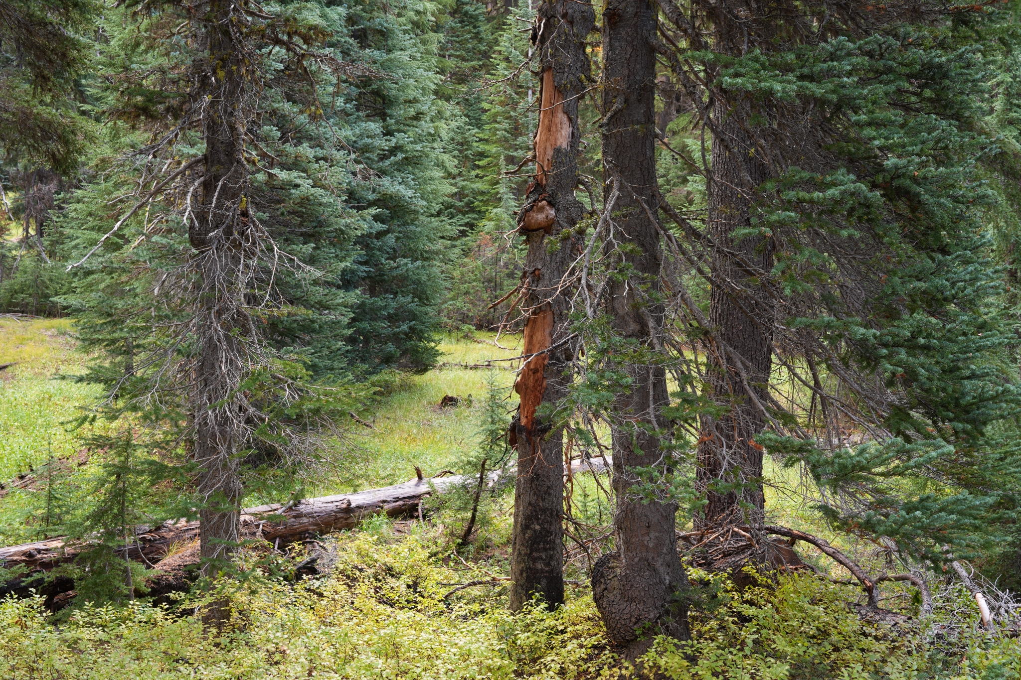 A photo of a forest illustrating the evolution of AWB Click to open modal