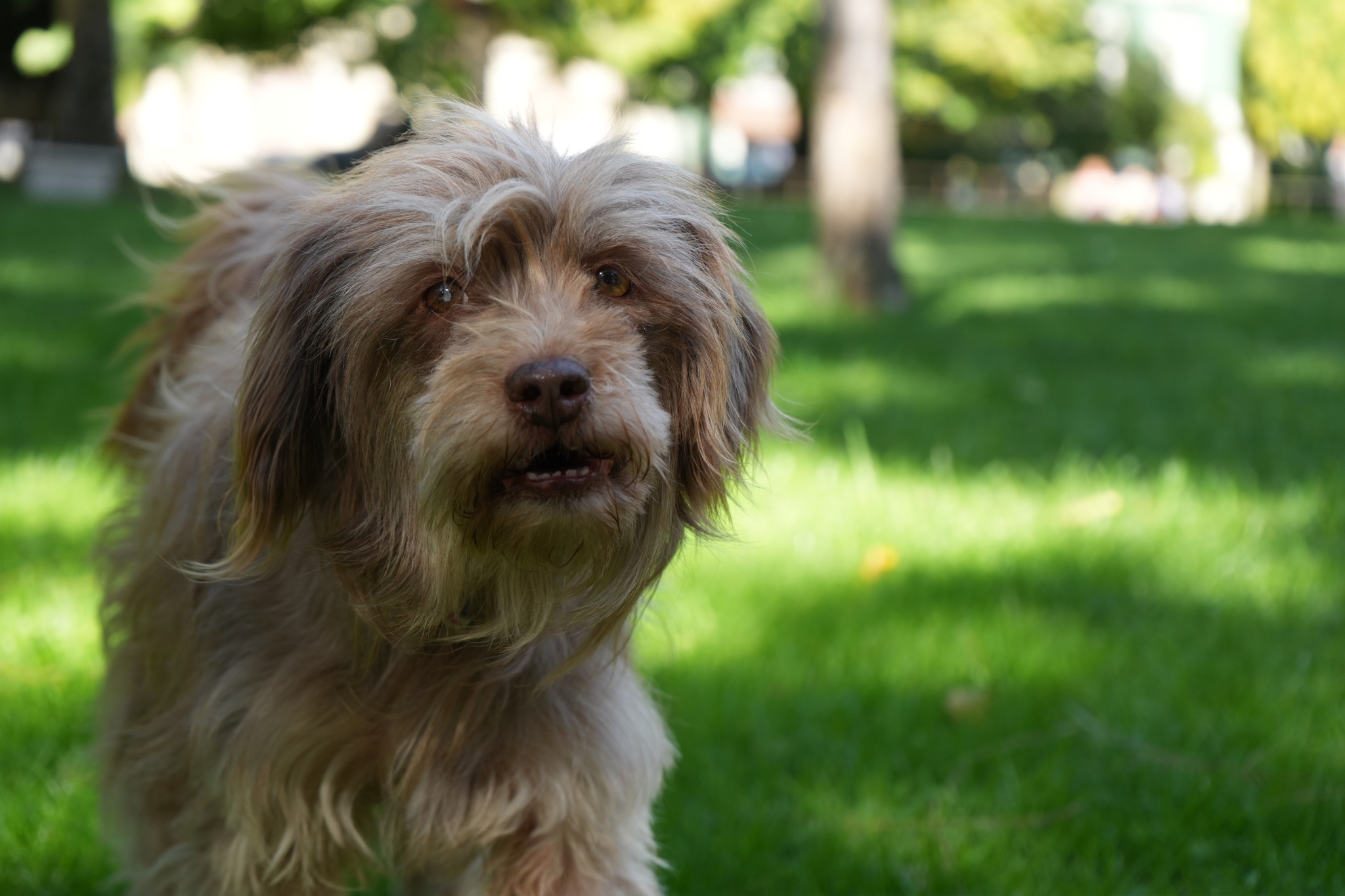 A photo of brown terrier, with a beautifully blurred background Click to open modal