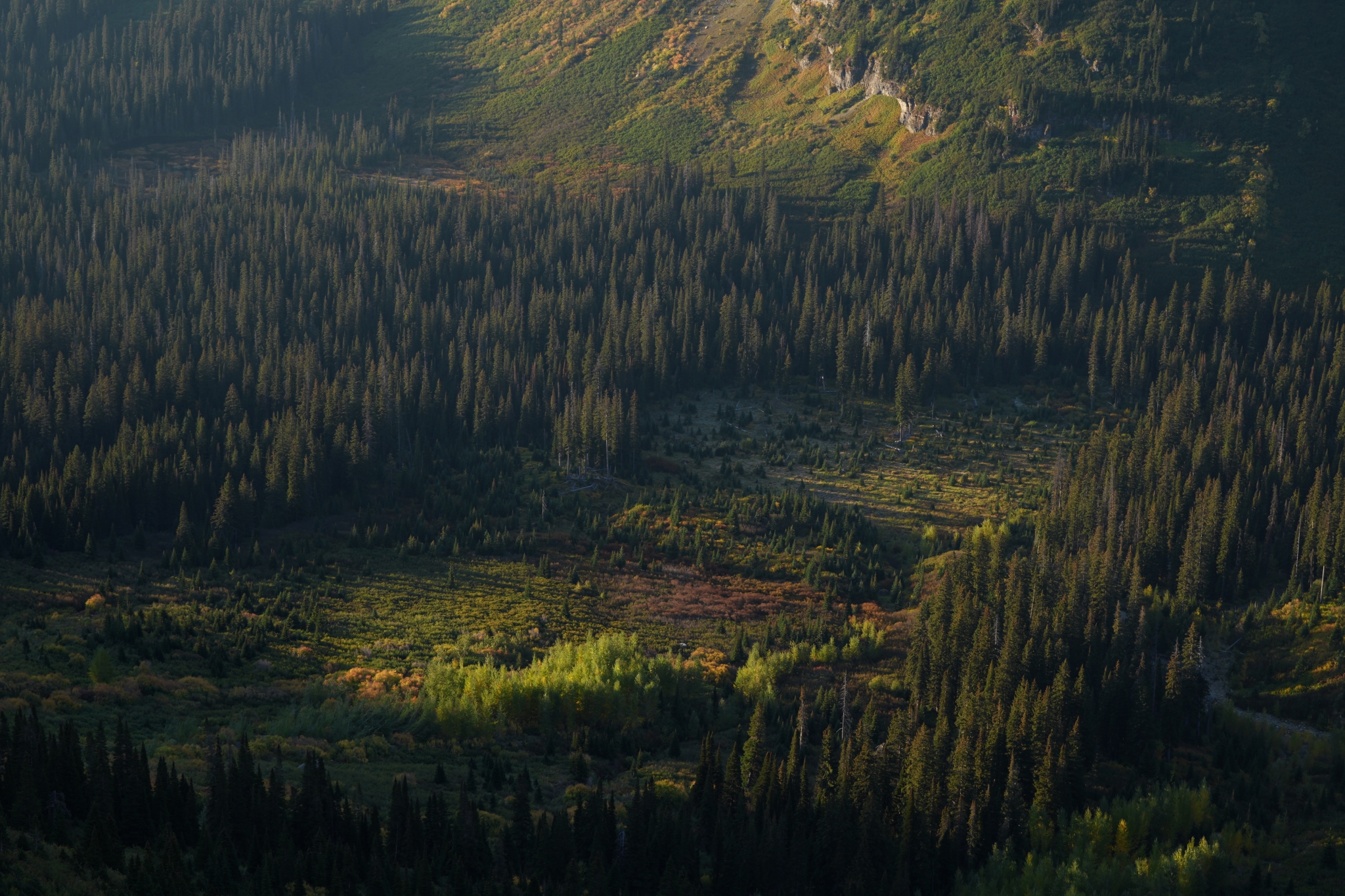 A breathtaking landscape of the US, highlighting the intricate details of each tree Click to open modal