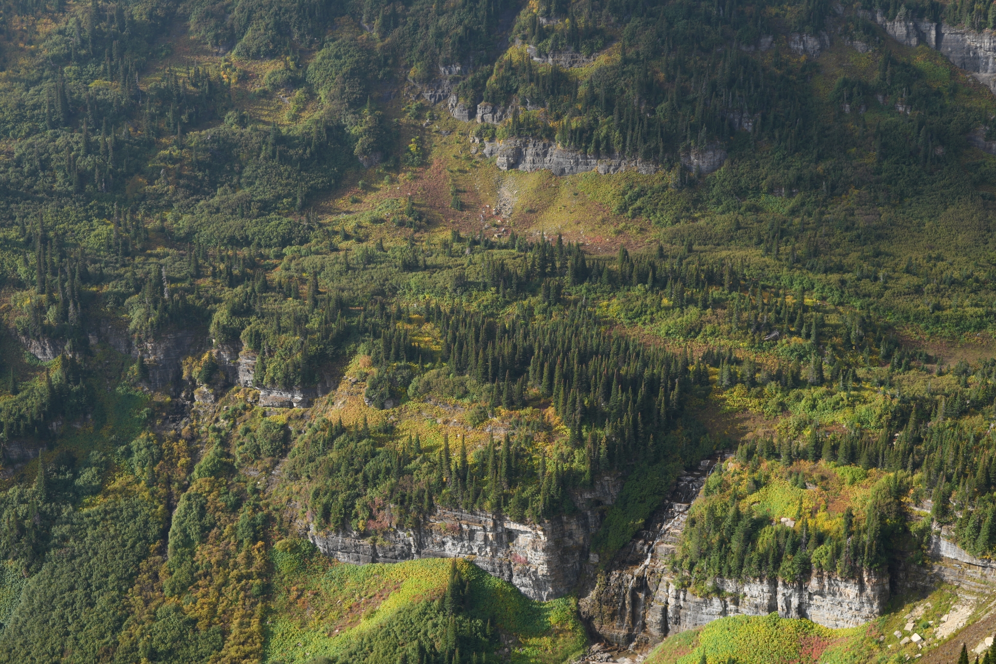 A breathtaking landscape of the US, highlighting the intricate details of each tree Click to open modal