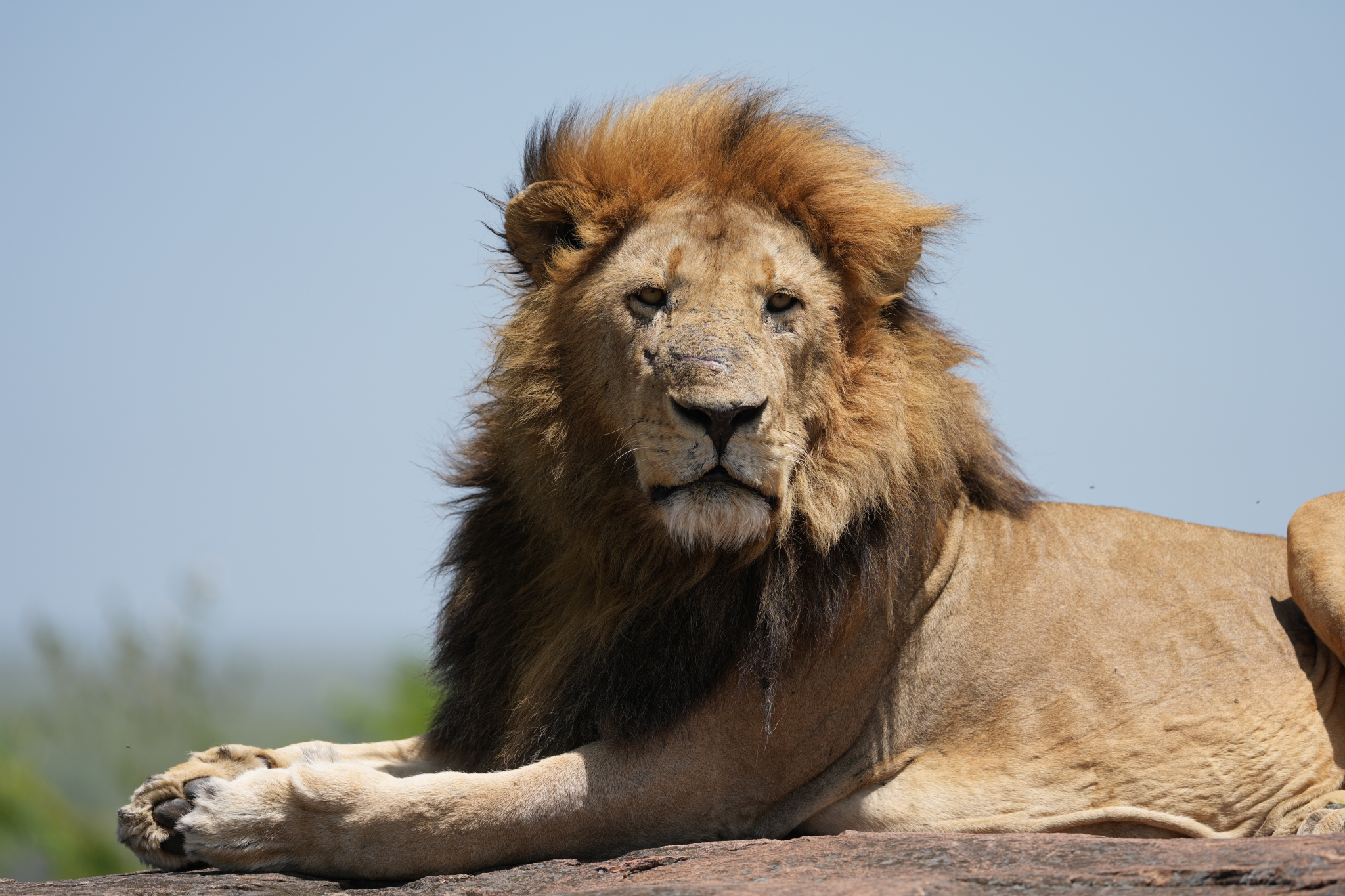 A lion lying on a rock under a clear blue sky. Click to open modal