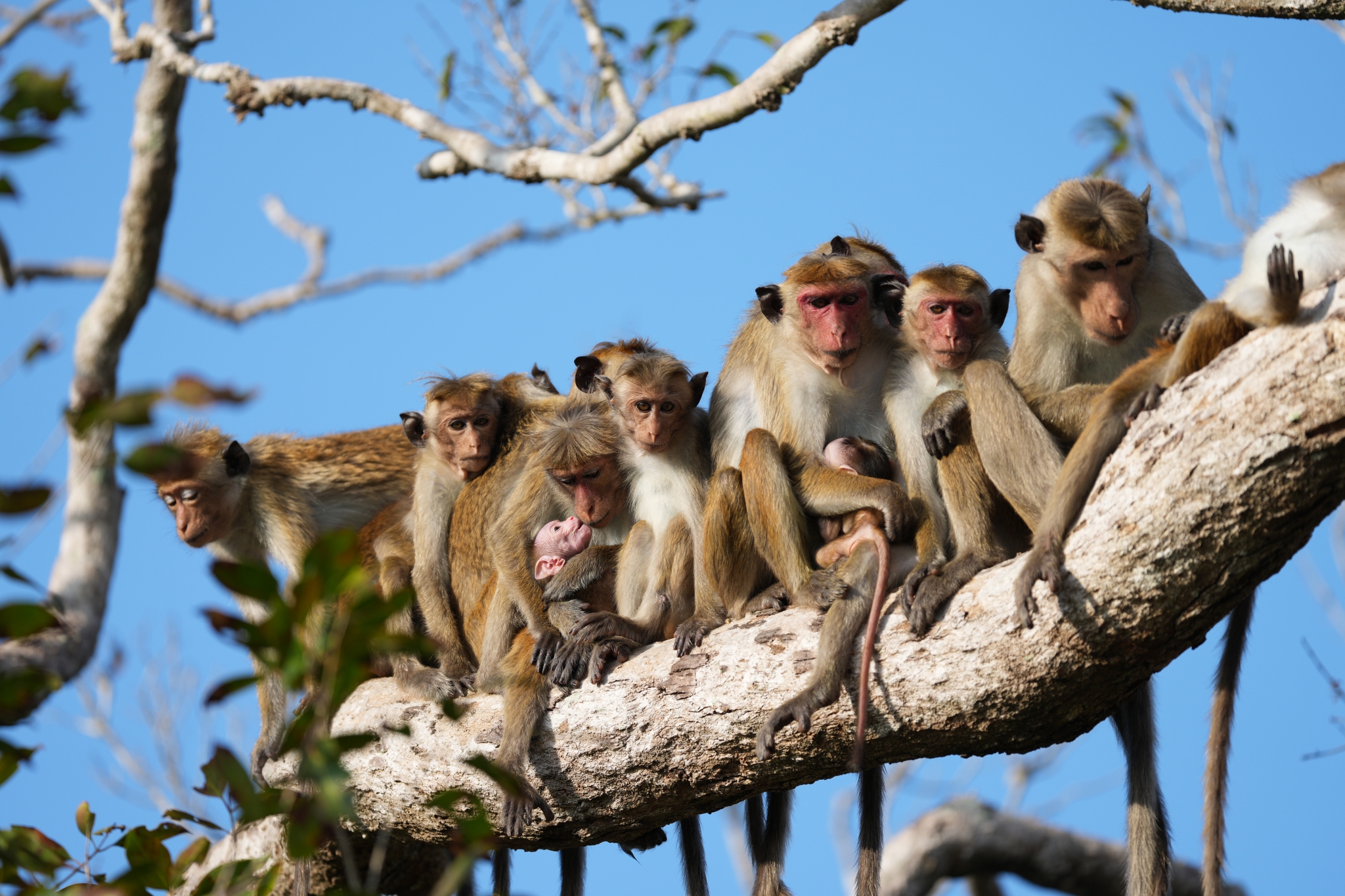 A group of monkeys sitting closely together on a tree branch under a clear blue sky. Click to open modal