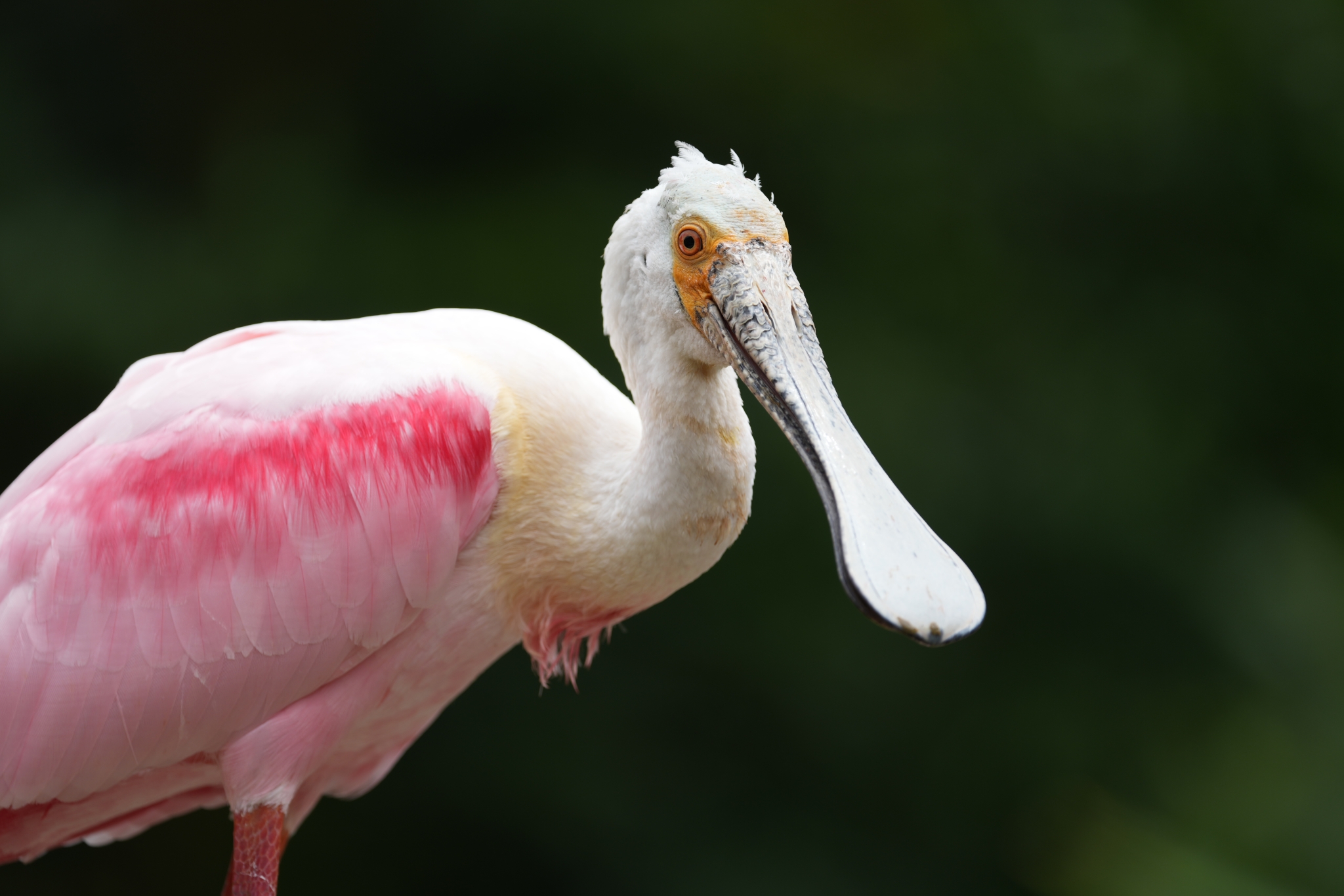 A pink and white bird standing against a dark, blurred background. Click to open modal