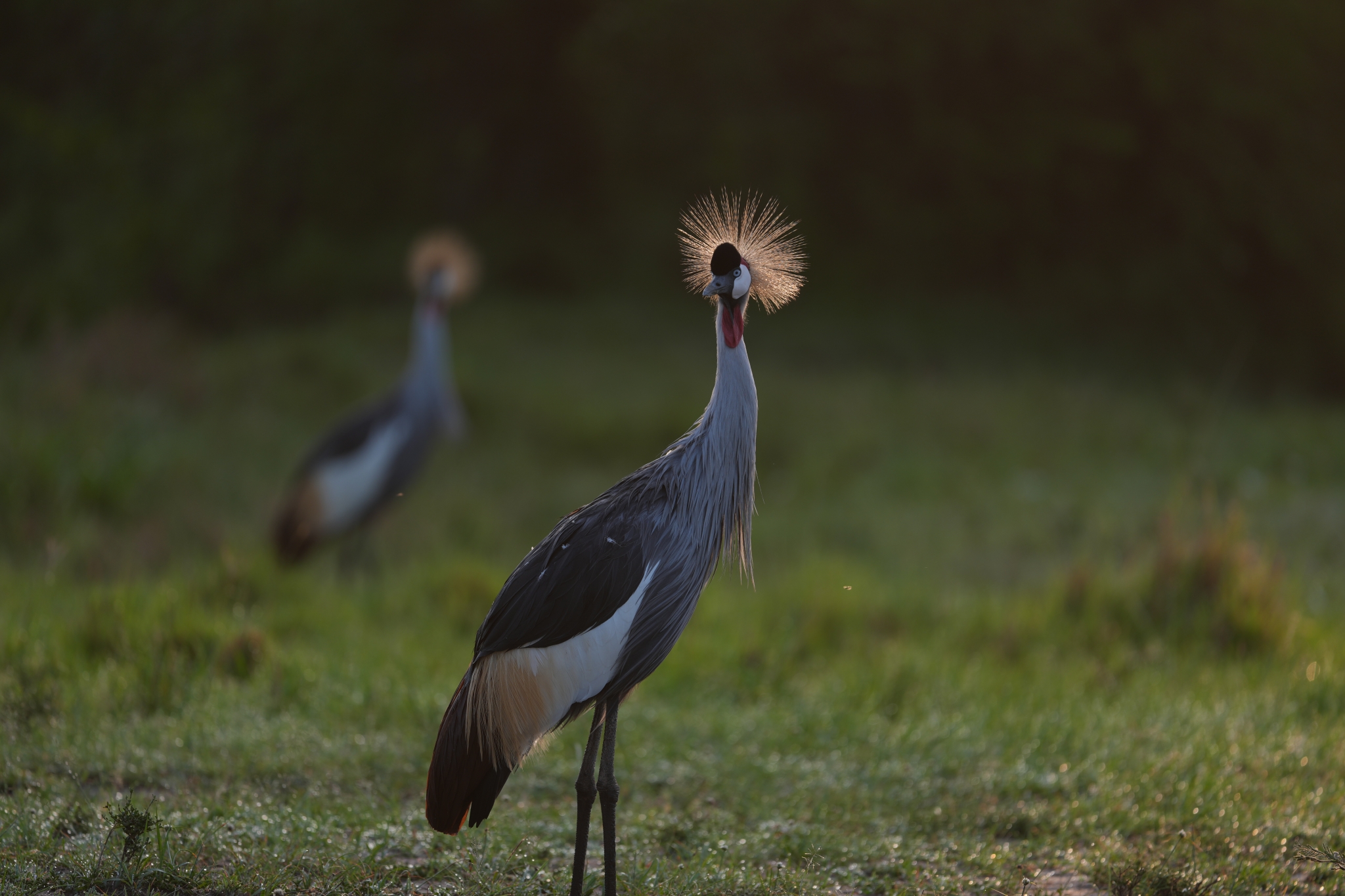 A bird standing in a grassy field with its crest backlit by the sun. Click to open modal