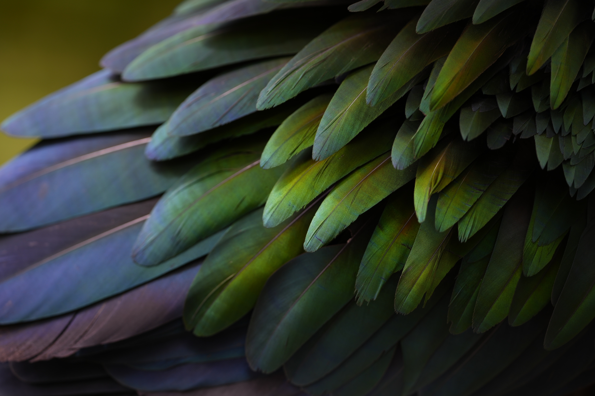 Close-up of iridescent green and purple bird feathers. Click to open modal
