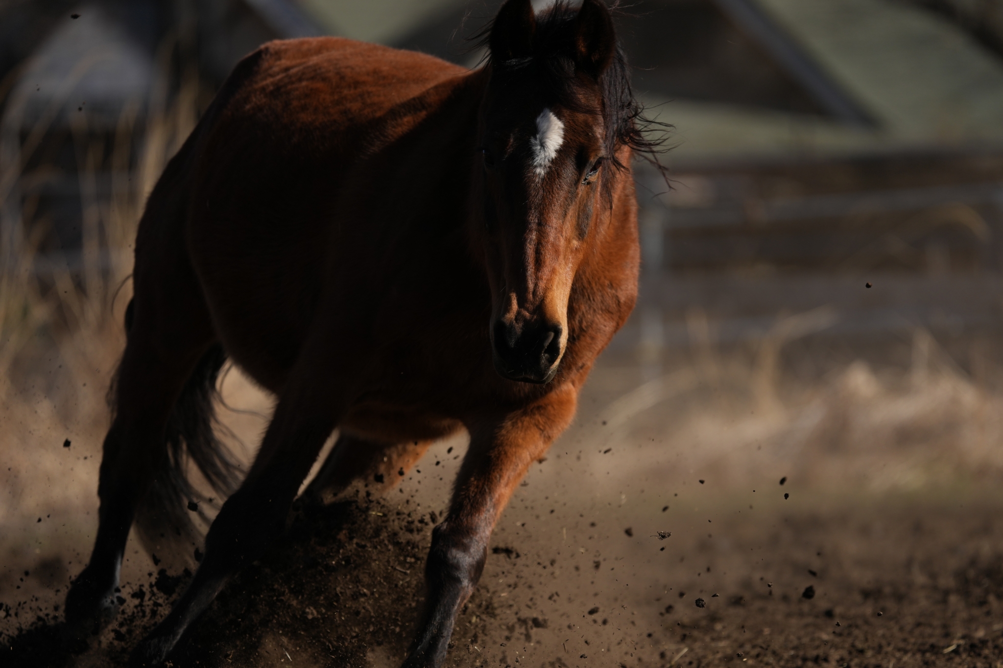 Brown horse galloping and kicking up dirt. Click to open modal