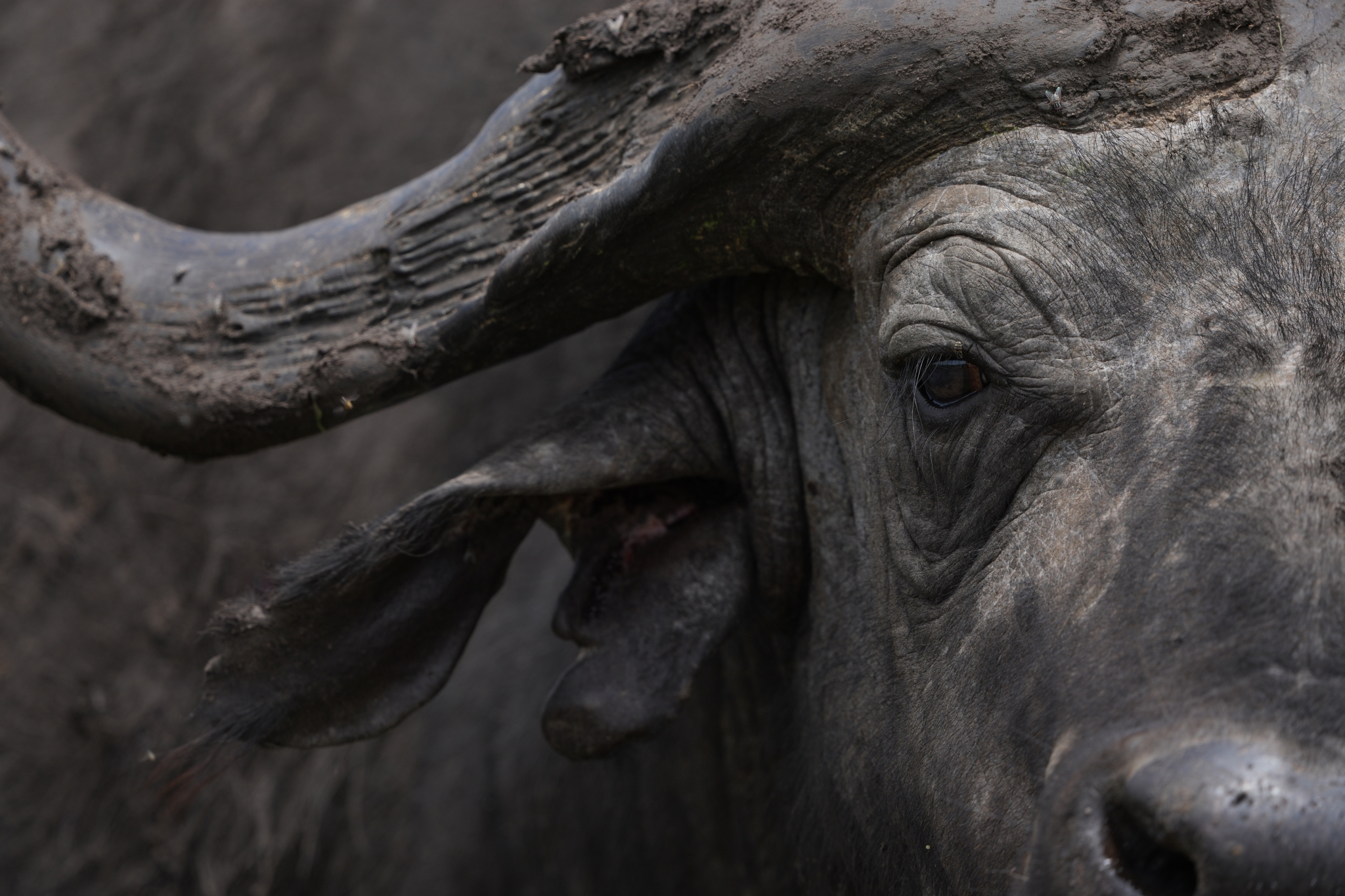 A close-up photo of a water buffalo’s face Click to open modal
