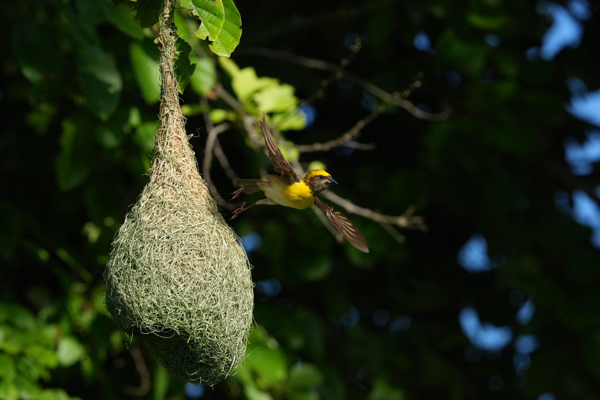 A bird flying out of a nest hanging from a tree branch Click to open modal