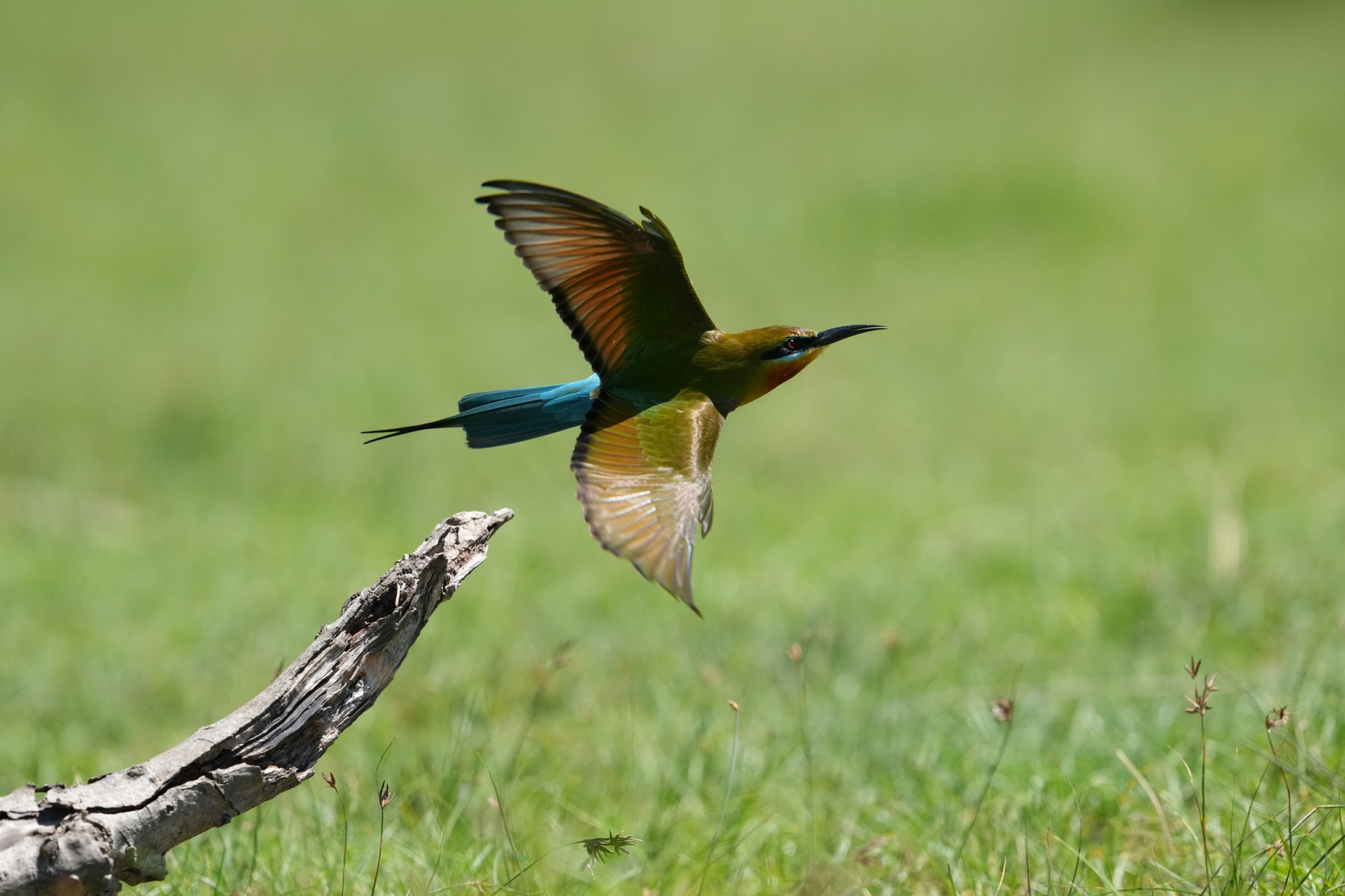 A photo capturing the moment a small bird takes off from a branch in a green field Click to open modal