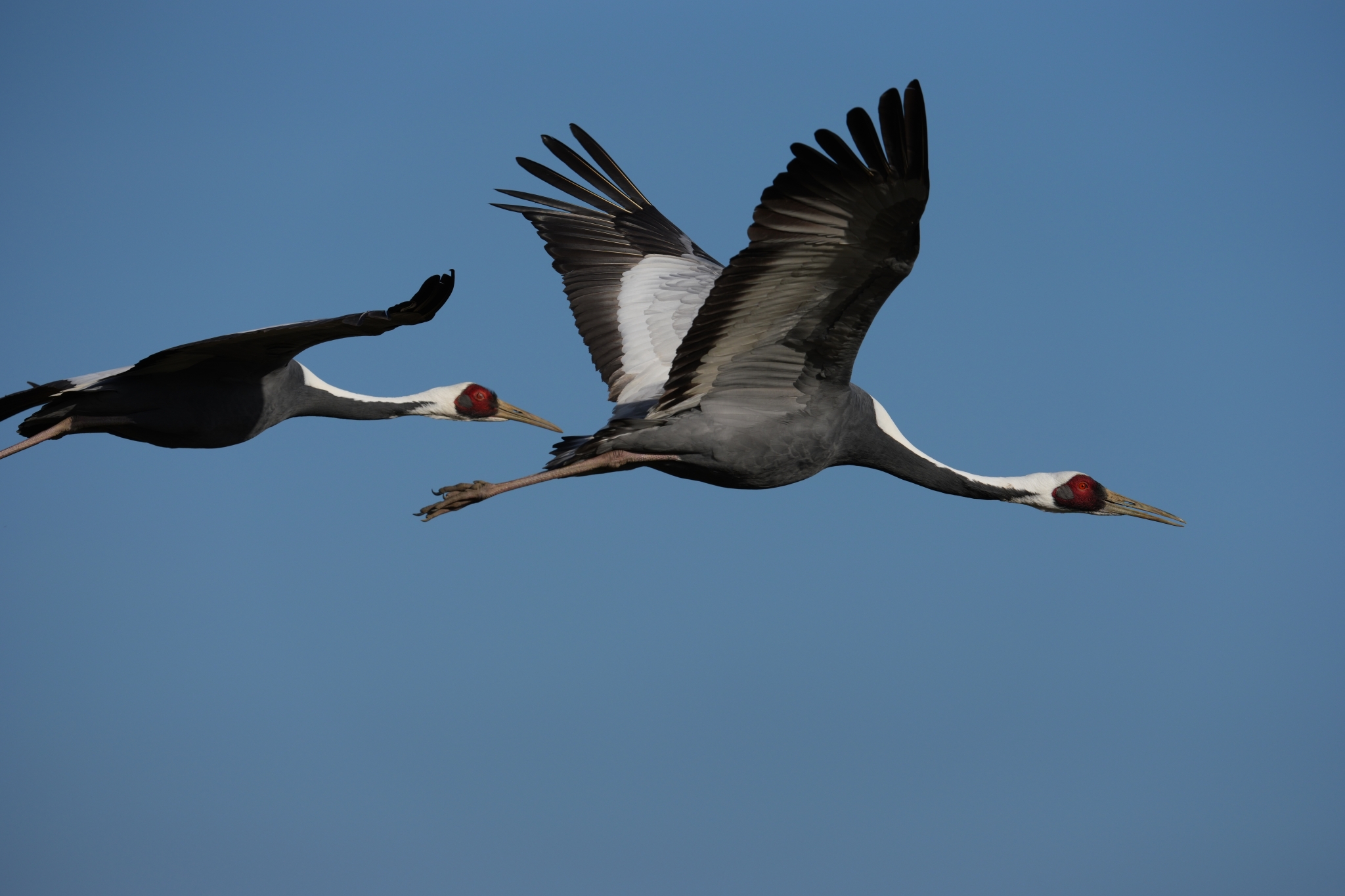 A photo of two birds flying with their wings spread against a blue sky Click to open modal